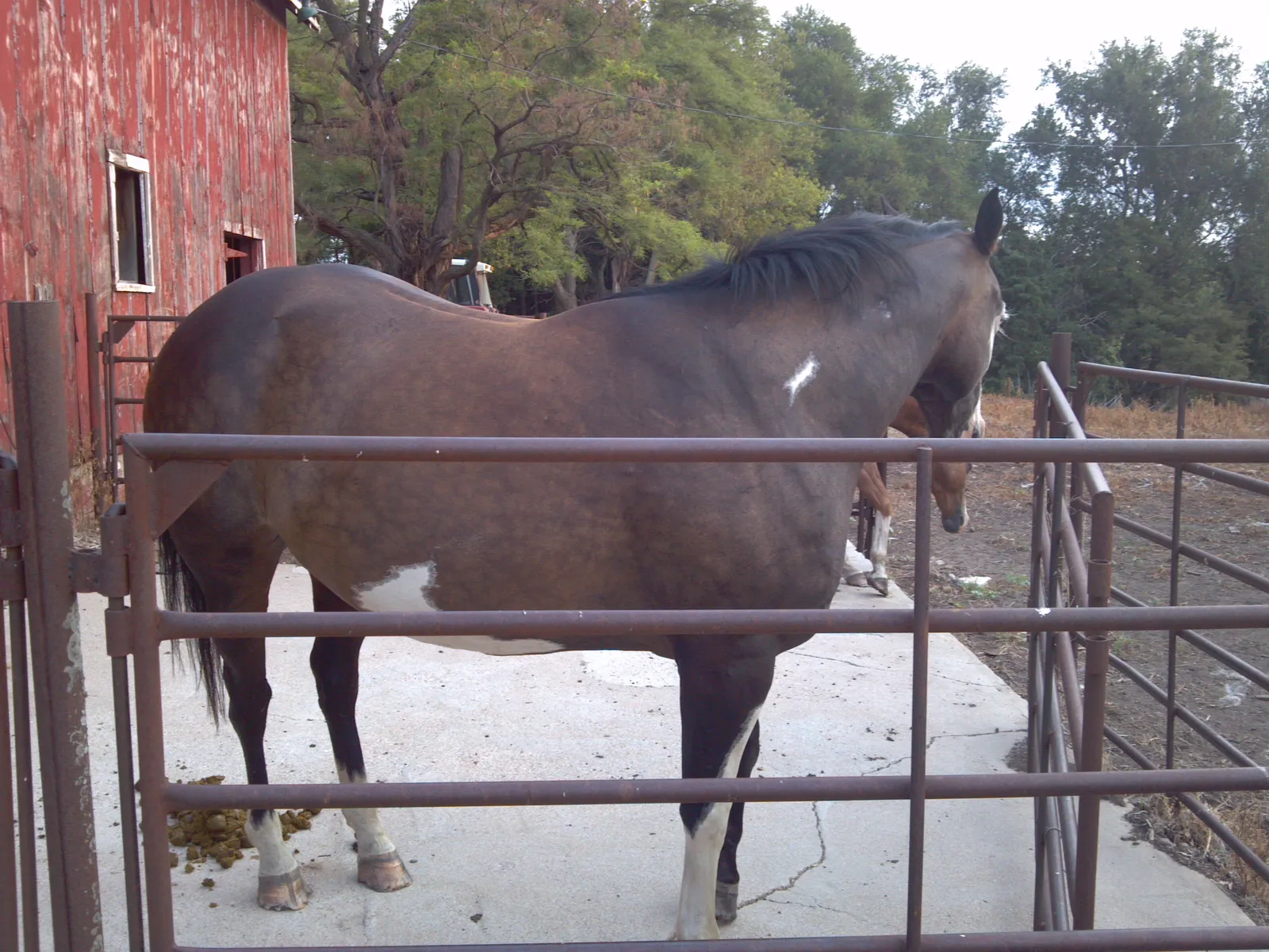 Horses gathered behind a gate beside a weathered red barn