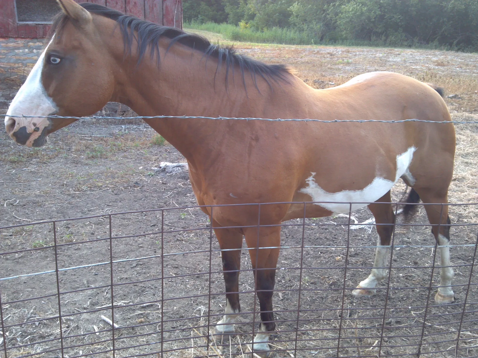 Brown and white paint horse standing beside a field