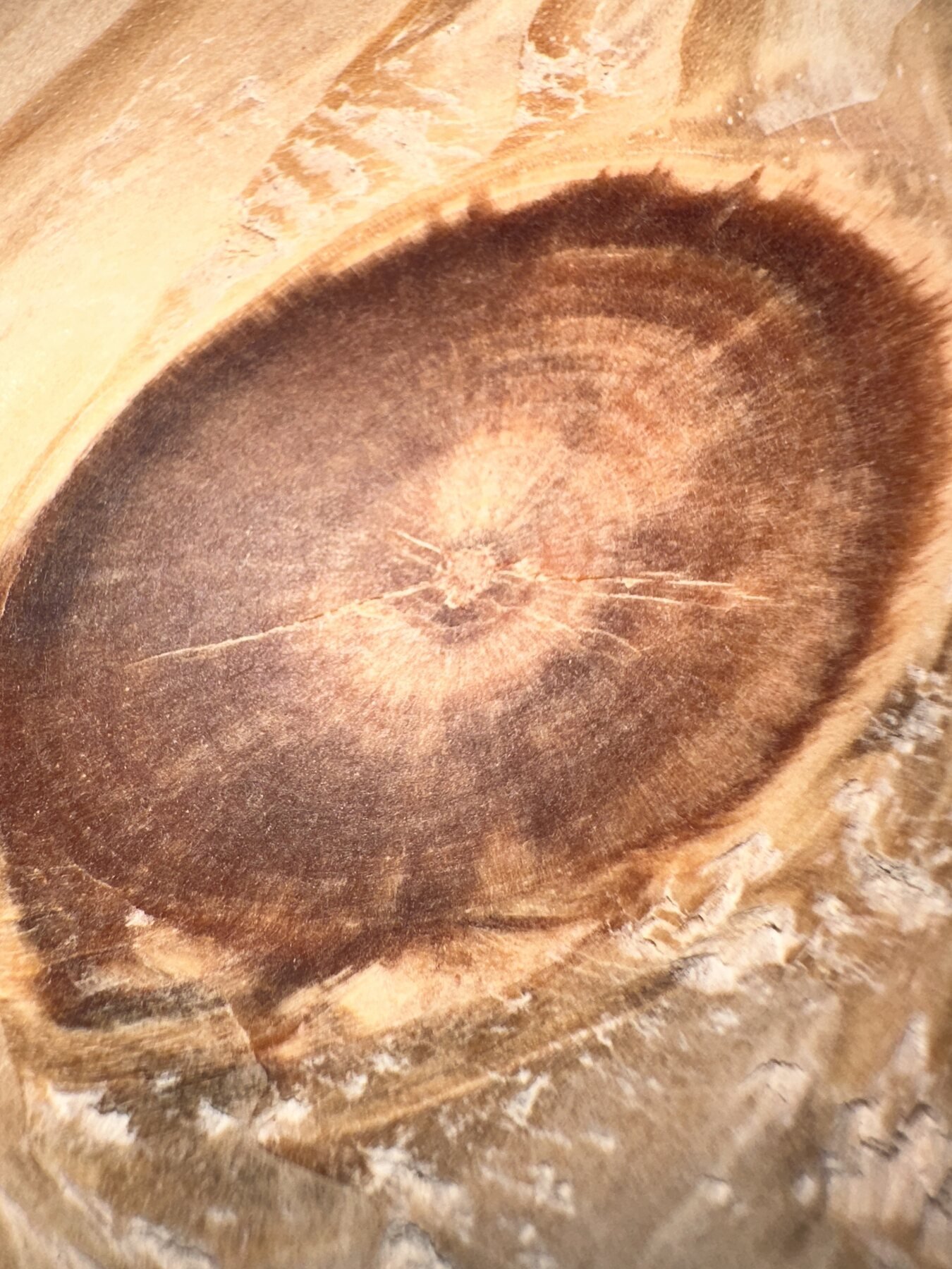 Extreme close-up of a broad dark pine knot with rings radiating from its center
