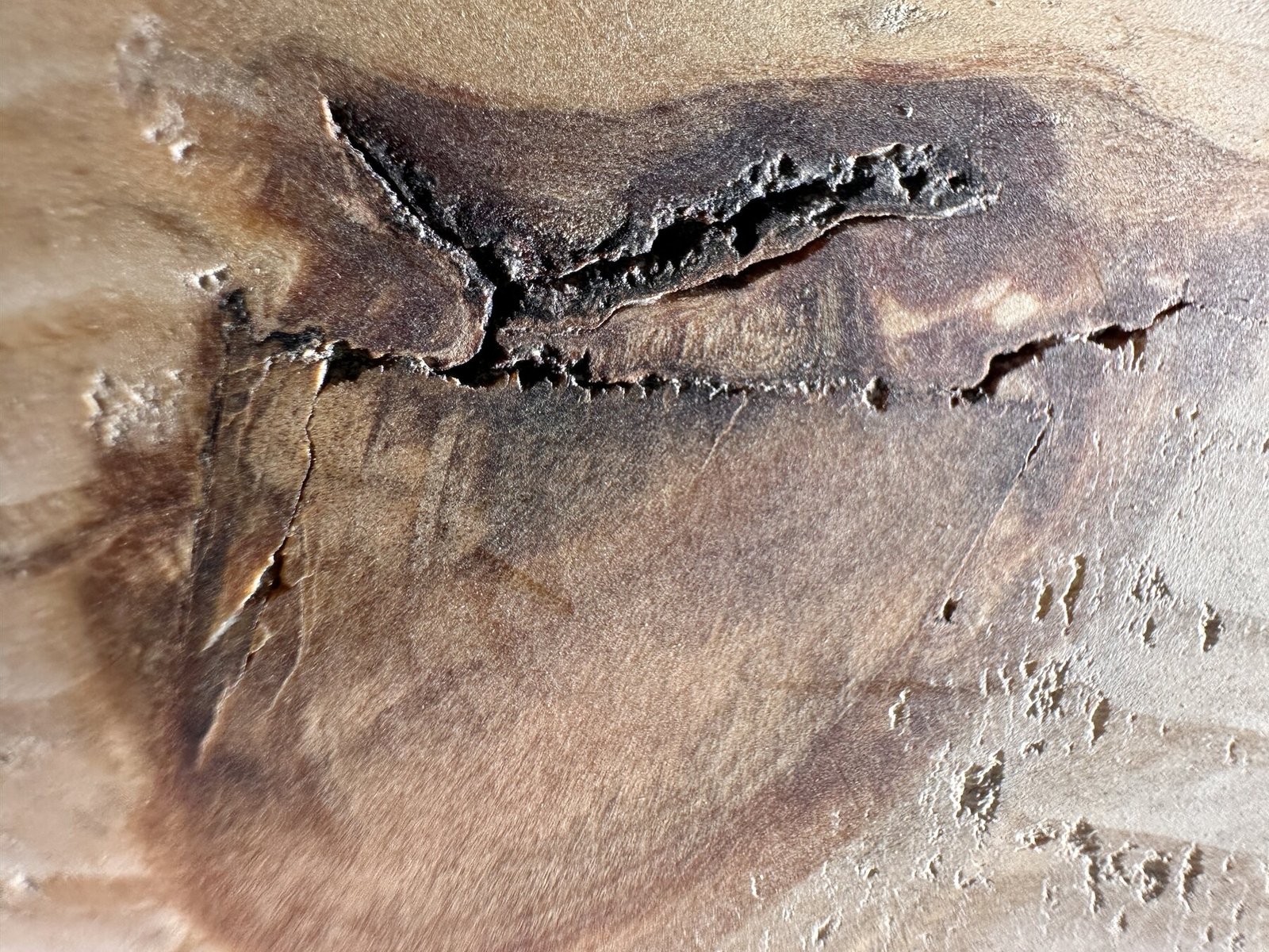 Dark pine knot with a long split and ragged cavity