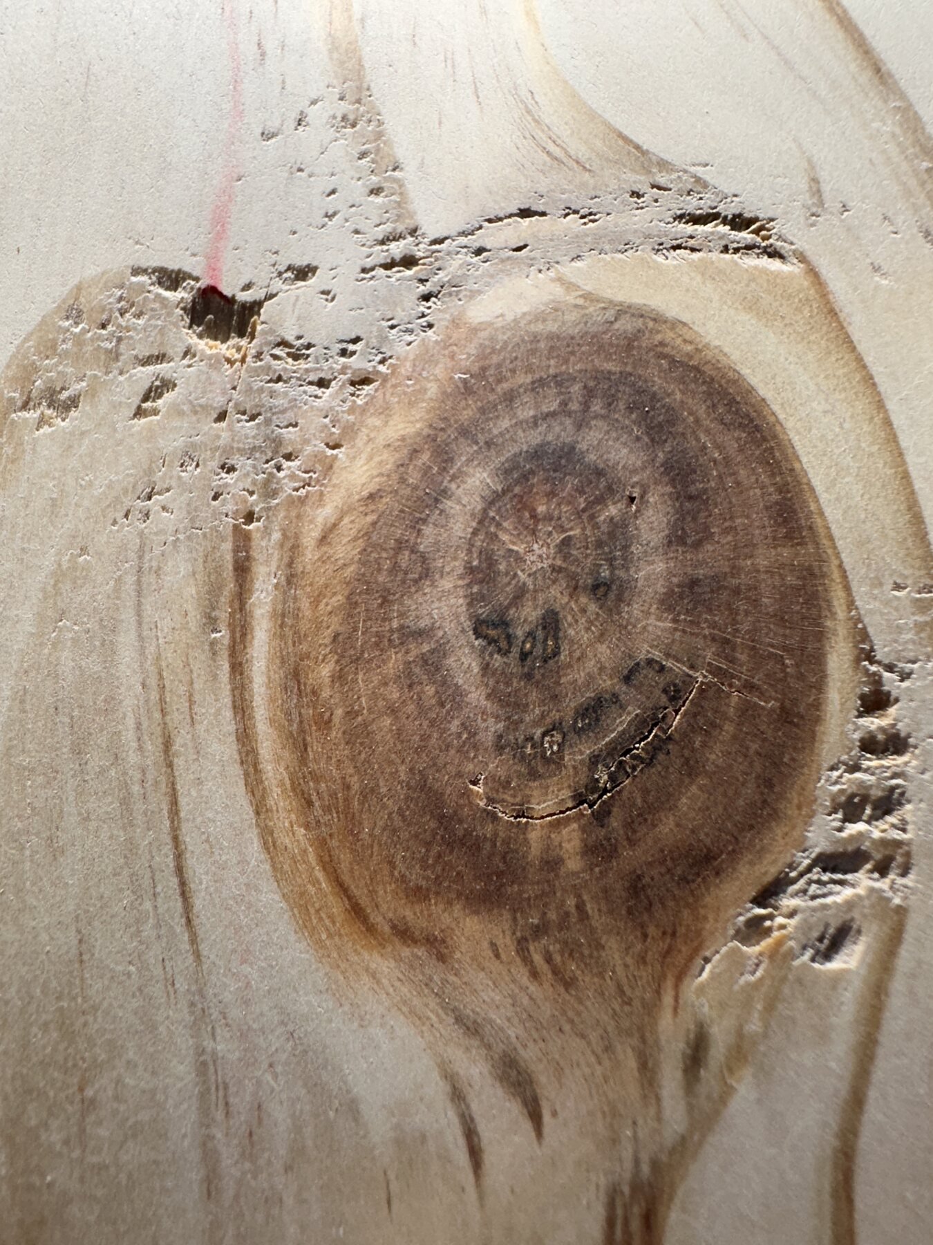 Broad knot showing circular rings, cracks, and faint old black marks