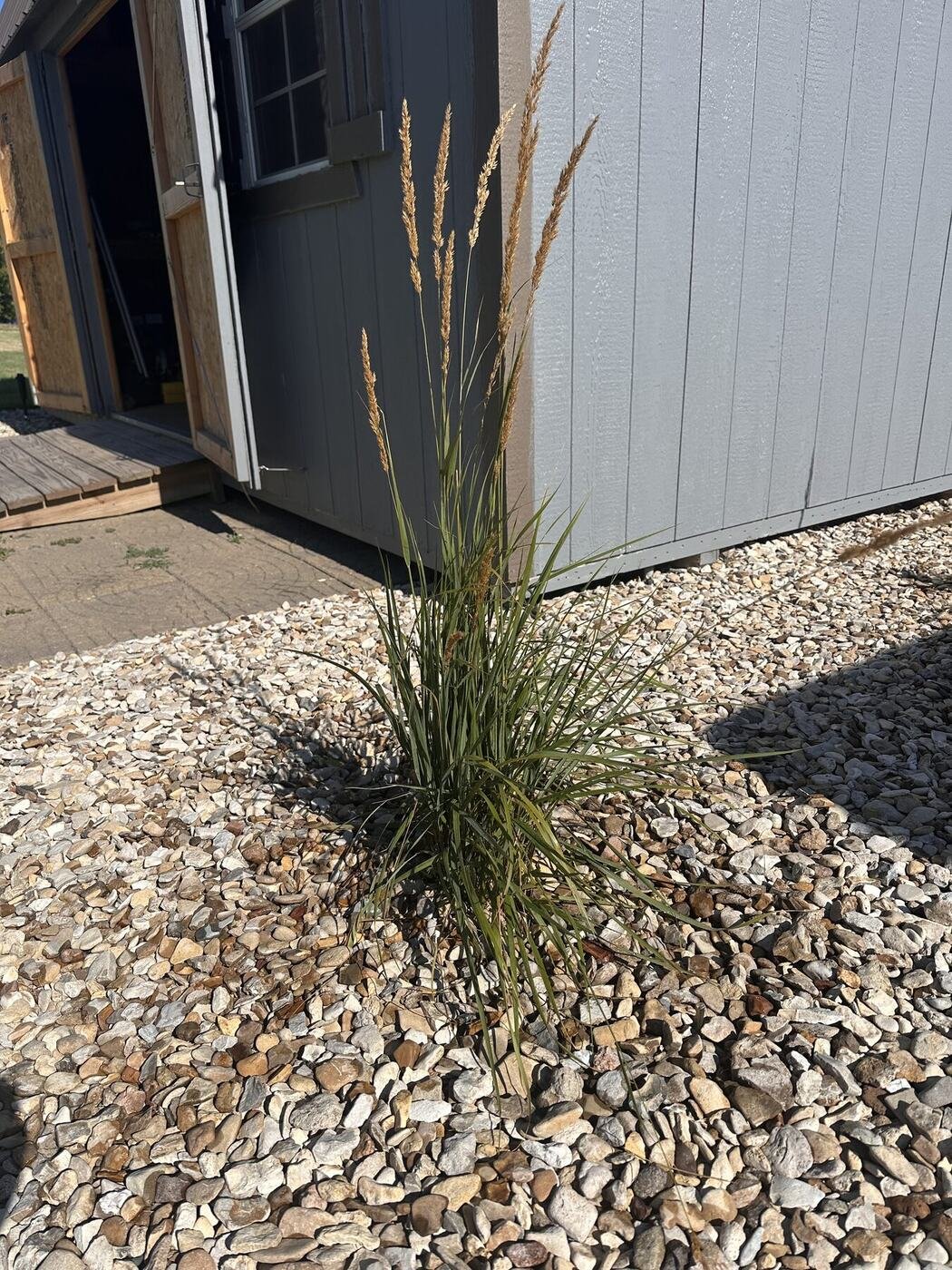 First decorative grass near the shed entrance