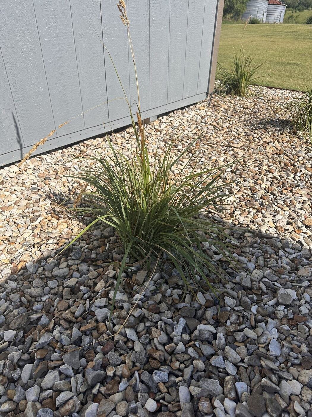 First view of the second decorative grass