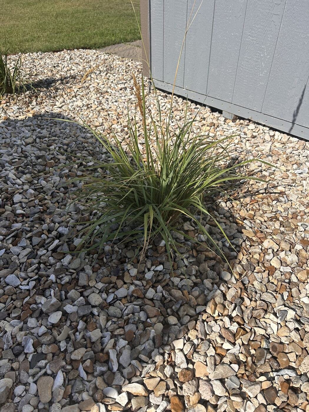 Second view of the second decorative grass