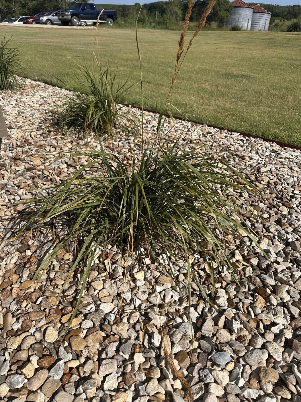 First view of the third decorative grass