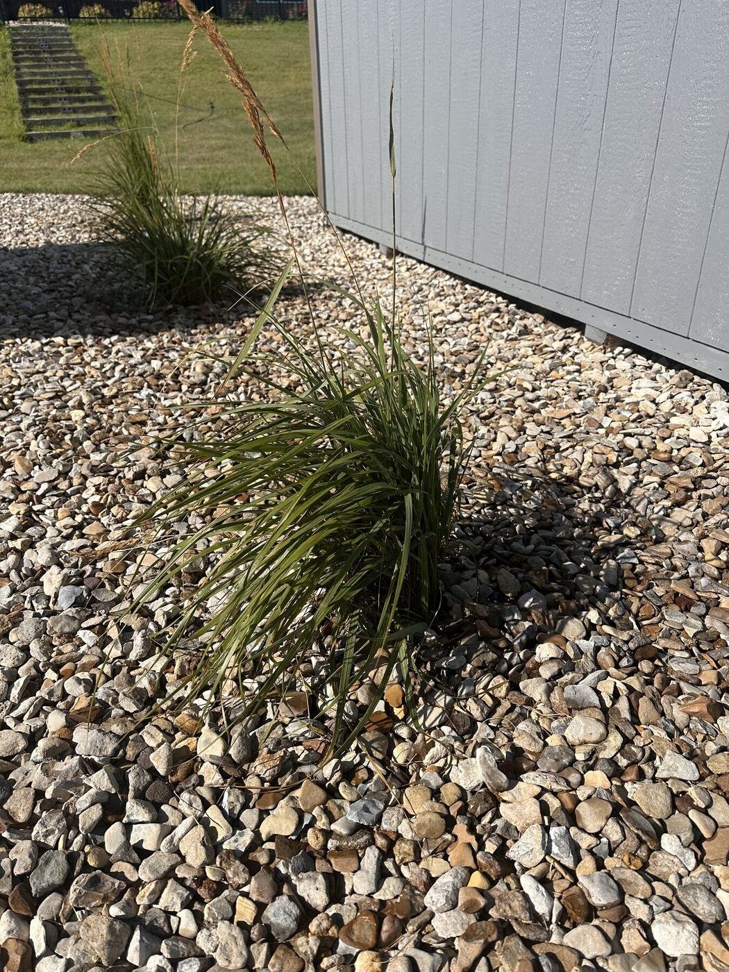 Second view of the third decorative grass