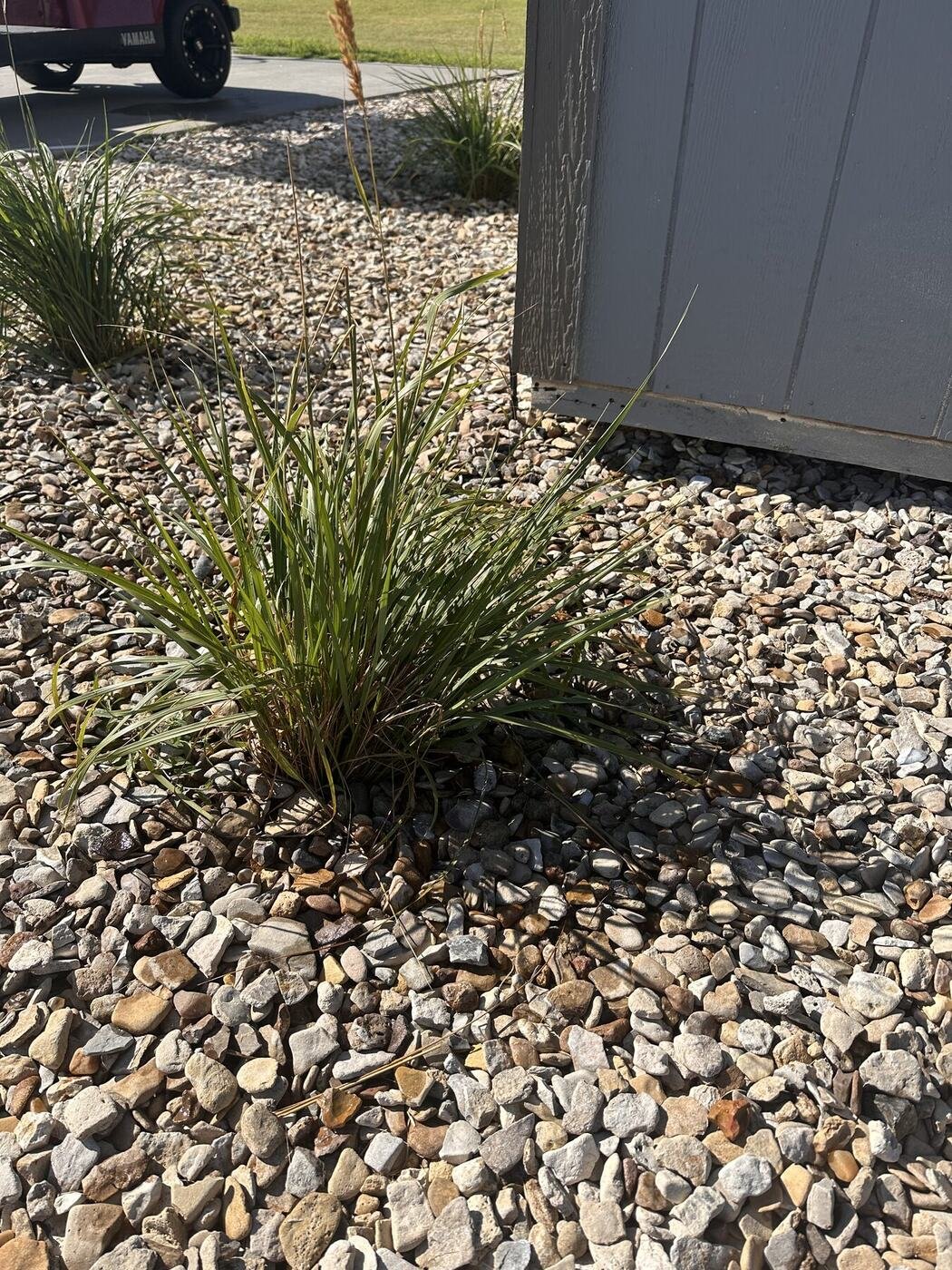 Second view of the fourth decorative grass