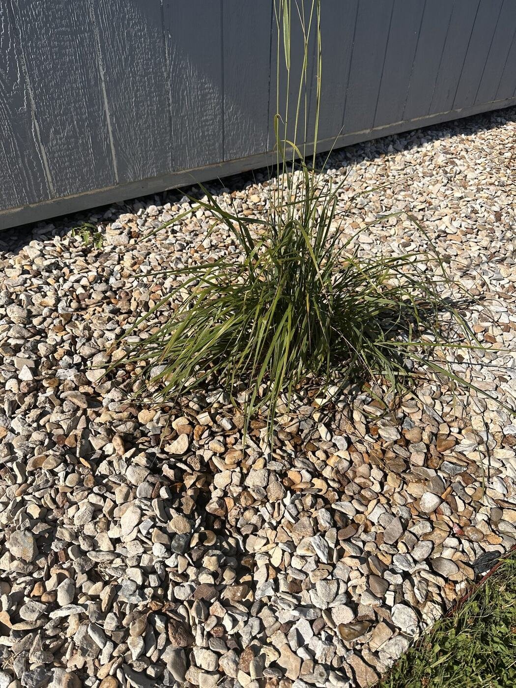 First view of the fifth decorative grass