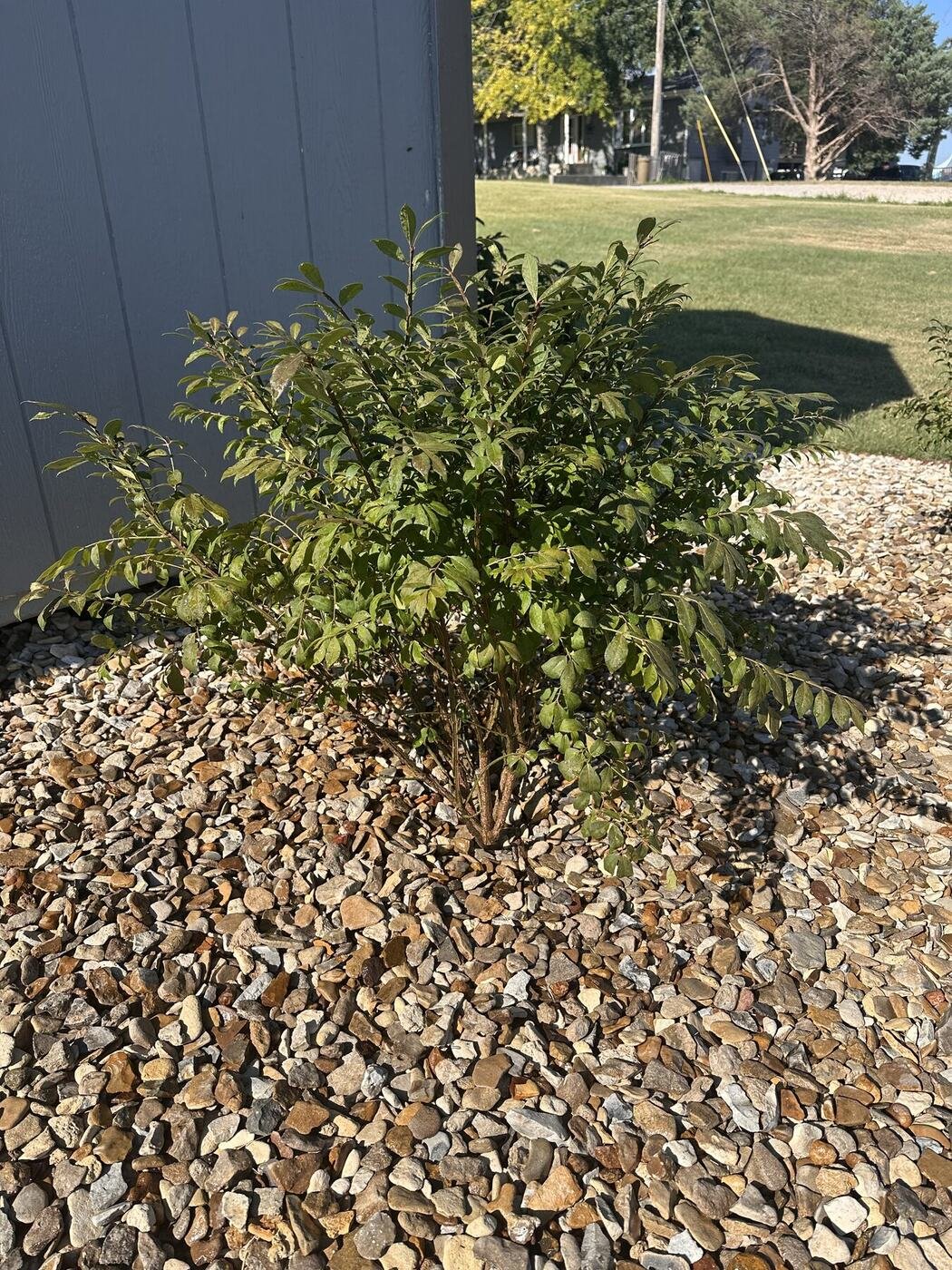 First view of the first burning bush
