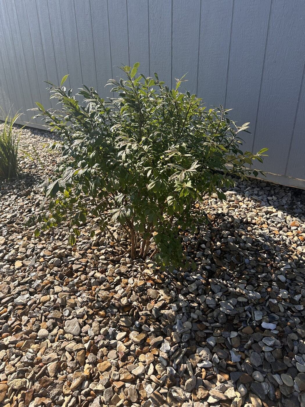 Second view of the first burning bush