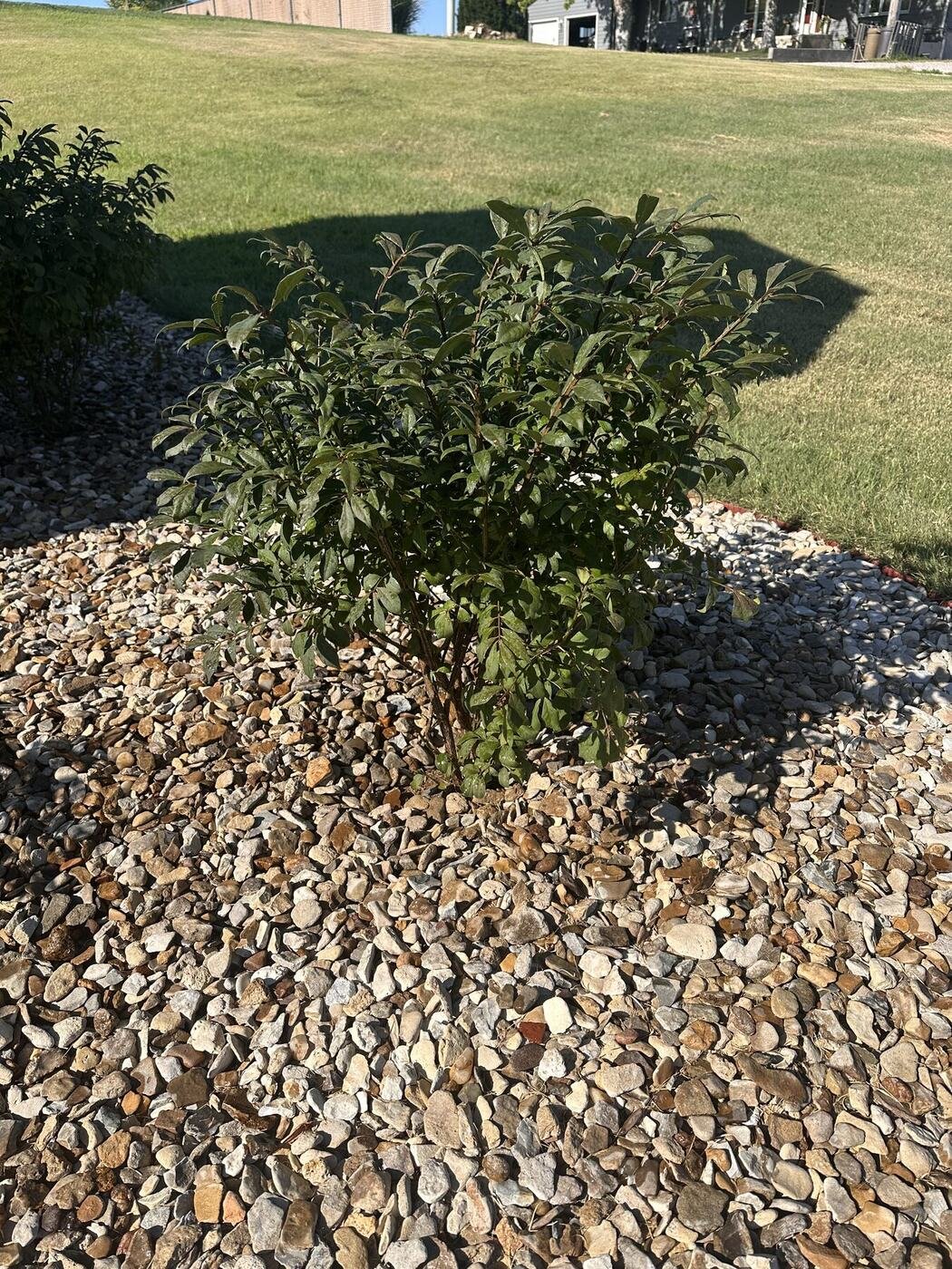 First view of the second burning bush