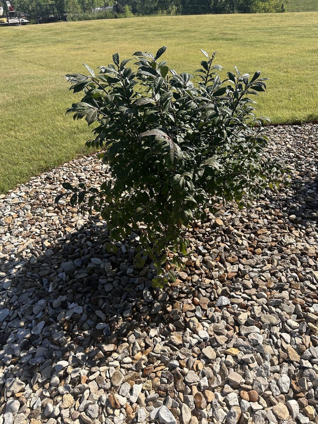 Second view of the second burning bush
