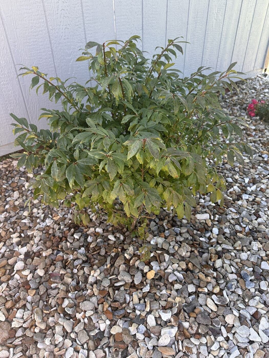 First view of the third burning bush