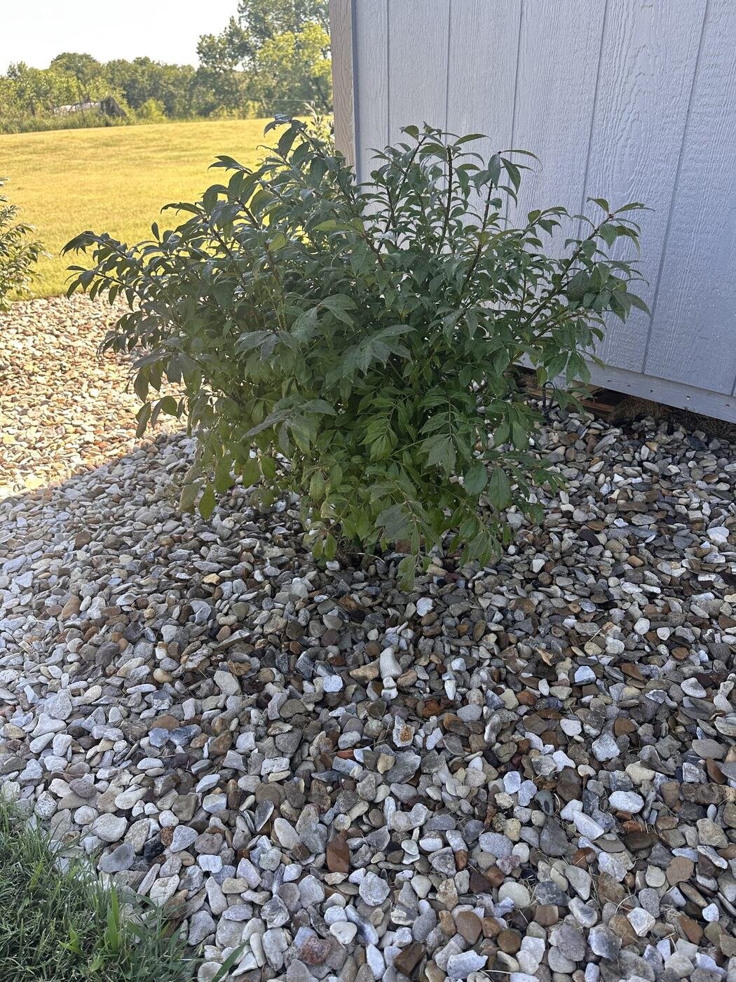 Second view of the third burning bush