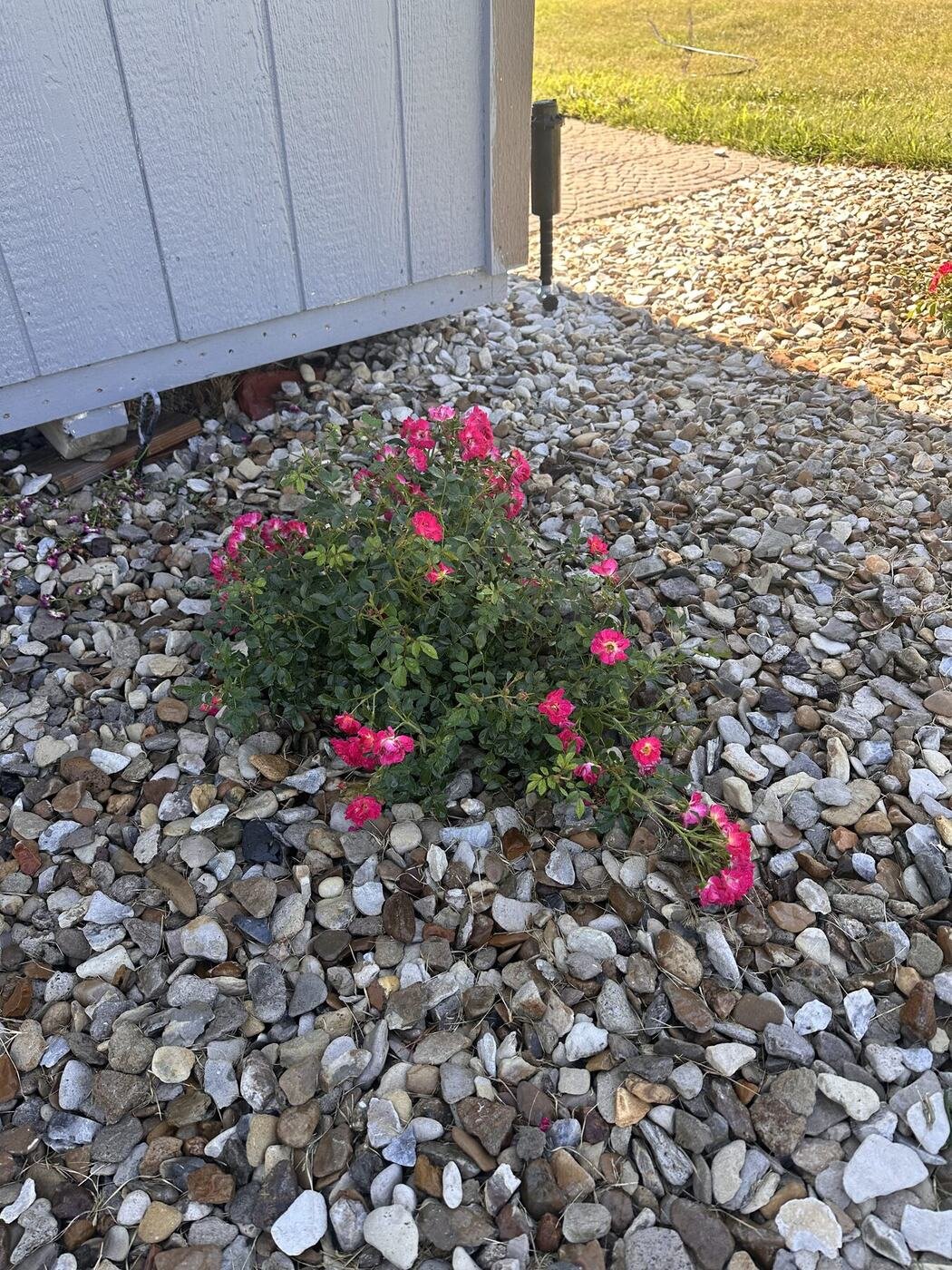 First view of the heavily blooming rose that receives afternoon shade