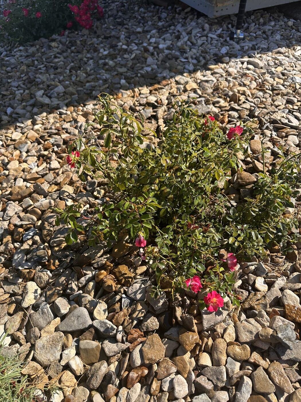 Second view of the rose exposed to more afternoon sun