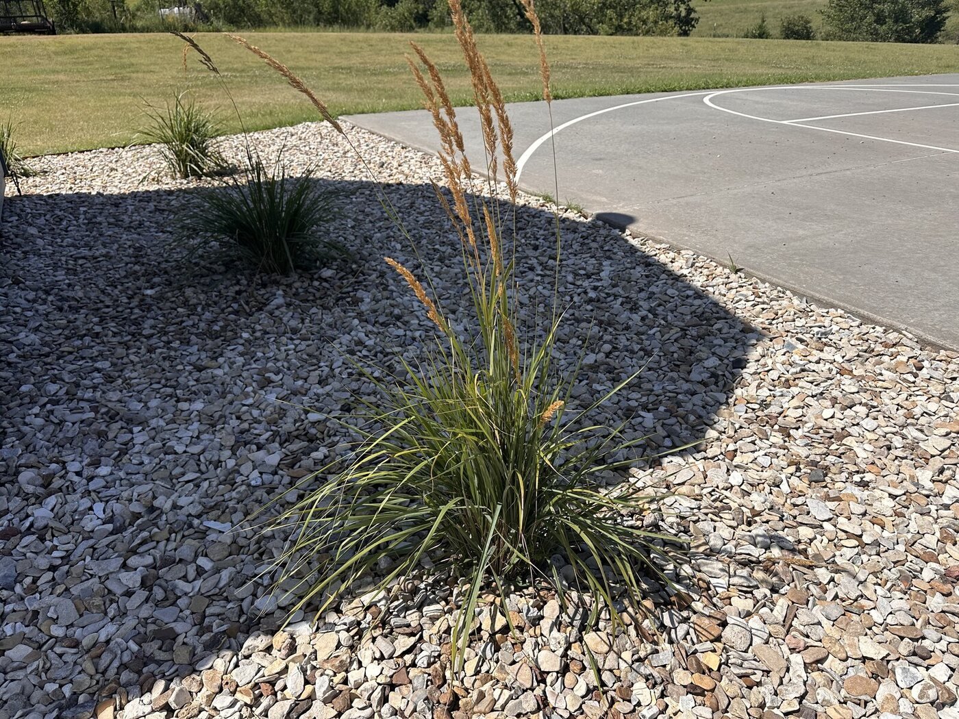 Tall ornamental grass with several tan seed heads near the basketball court