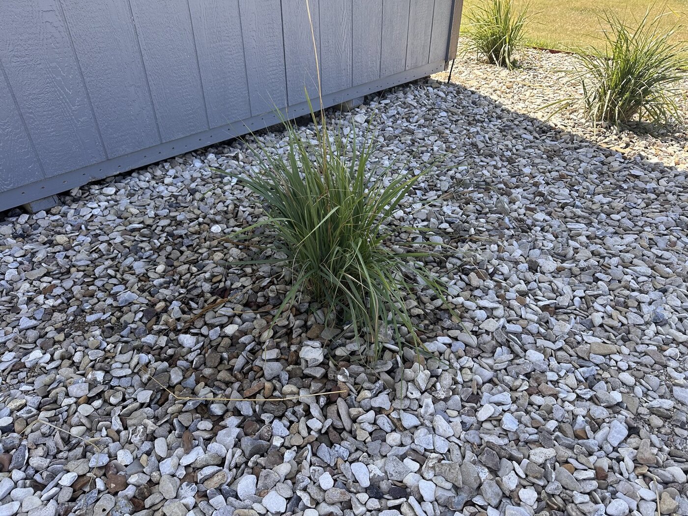 Healthy green ornamental grass beside the long wall of the shed