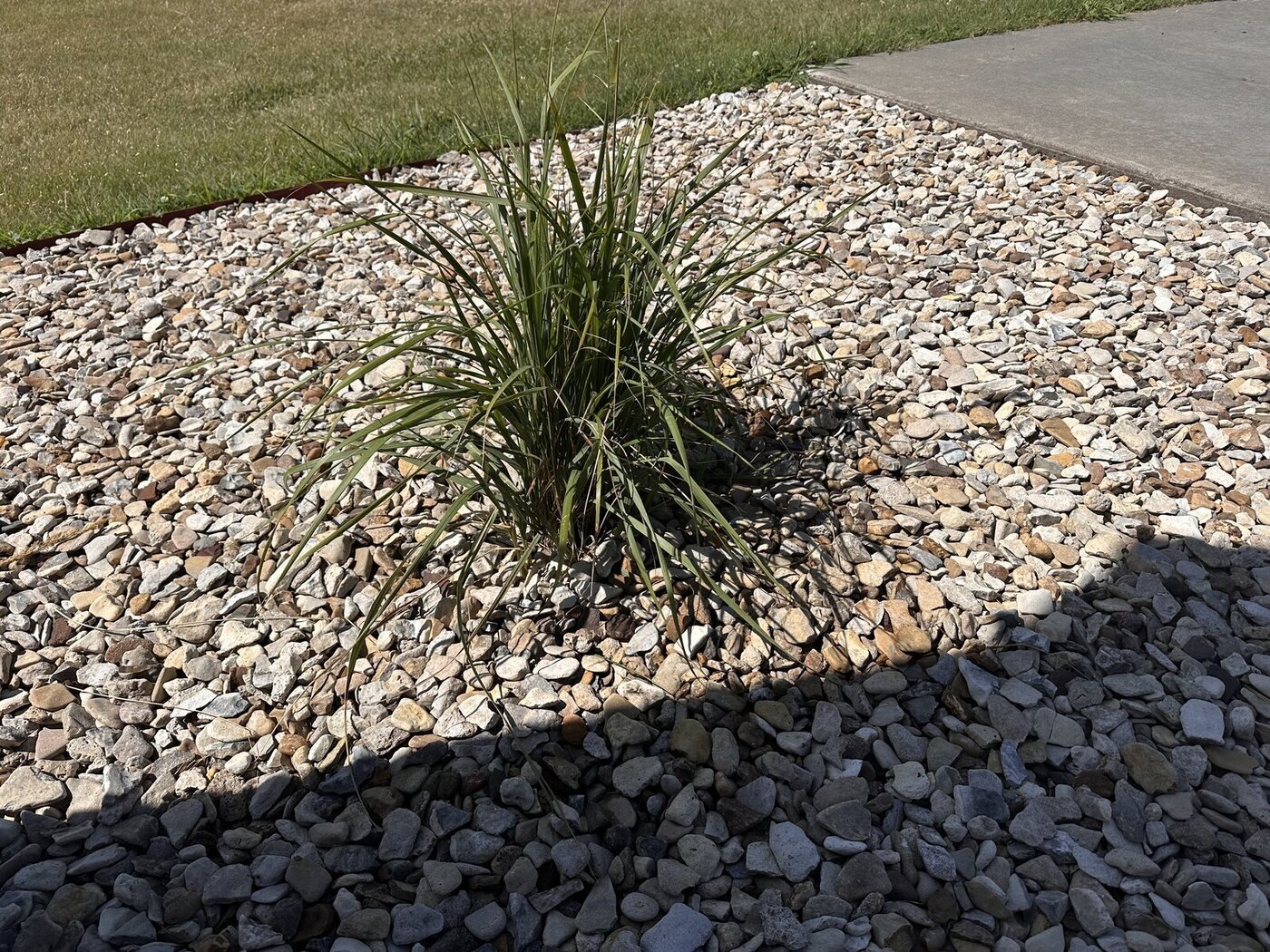 Full ornamental grass growing near the edge of the basketball court