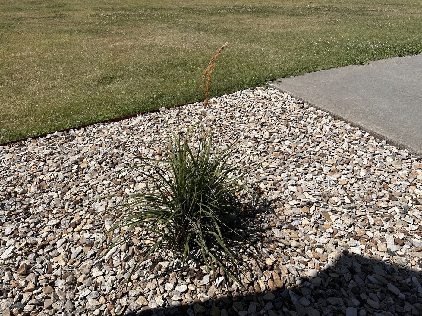Ornamental grass with a tan seed head near the lawn and concrete