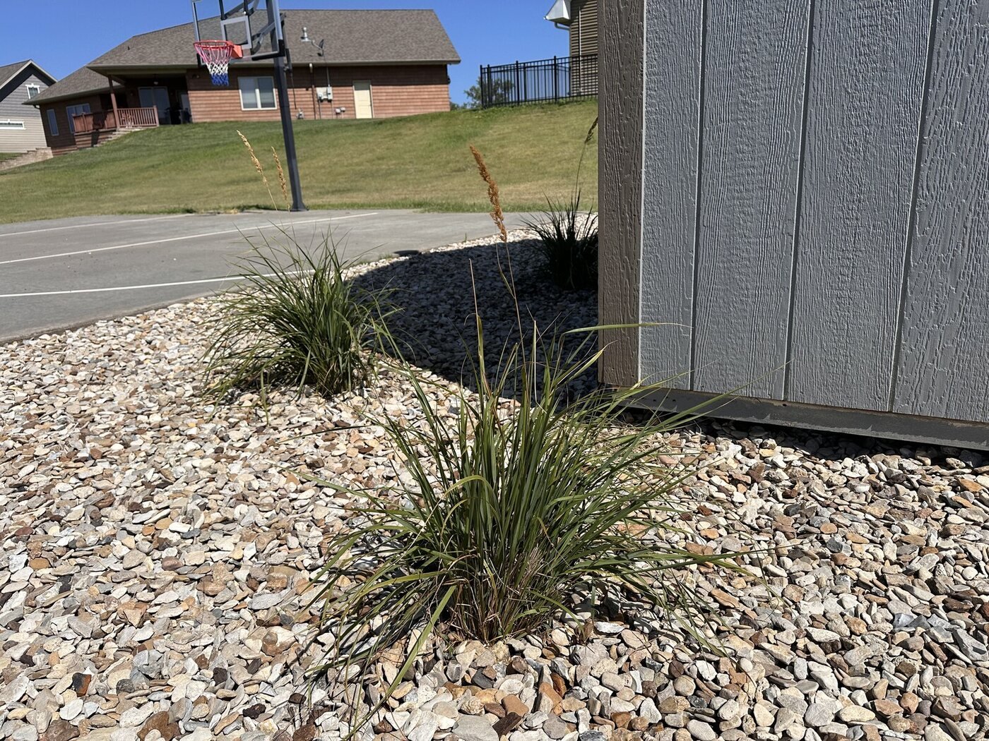 Green ornamental grass planted near the corner of the shed