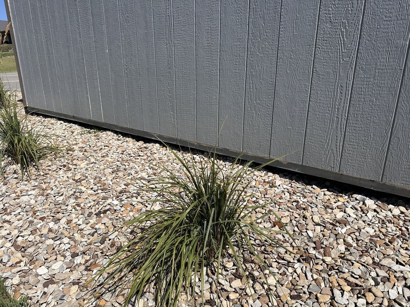 Broad ornamental grass along the long side of the shed