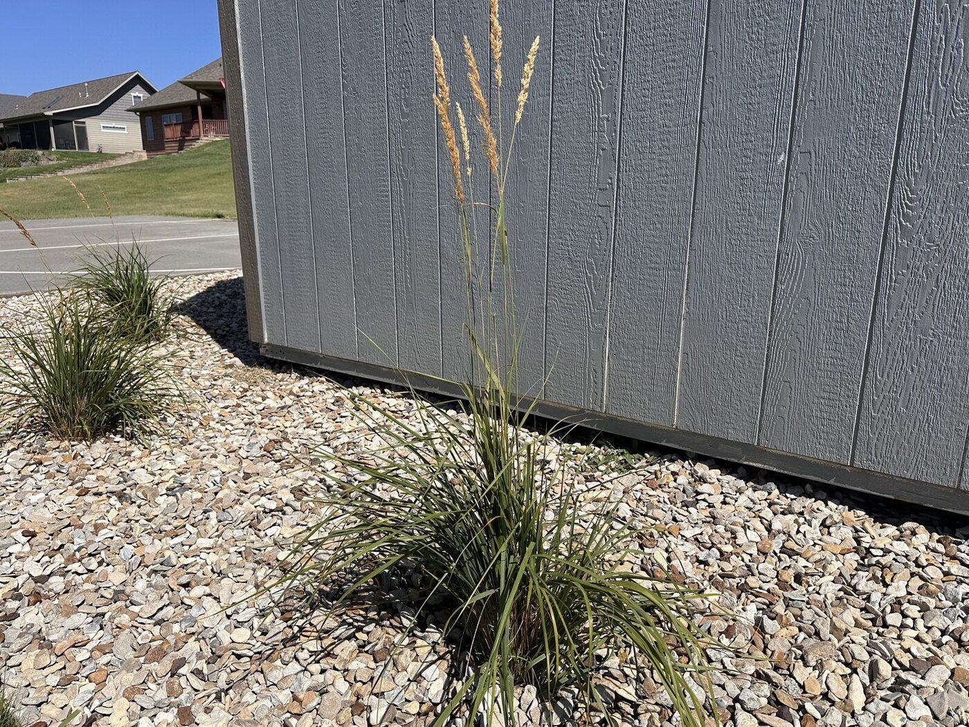 Second portrait of the tall ornamental grass with several tan seed heads