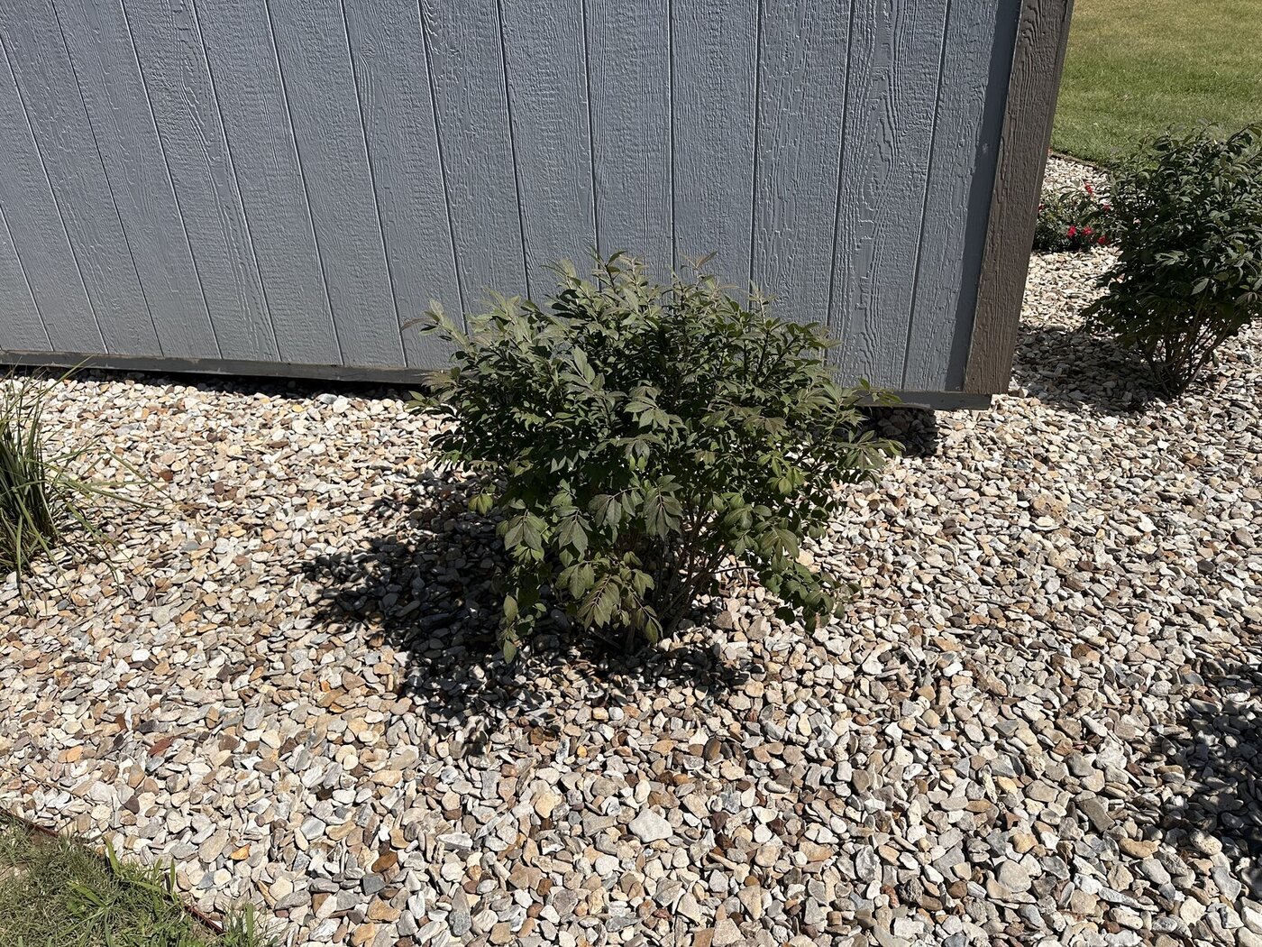 First green burning bush on Picture Day