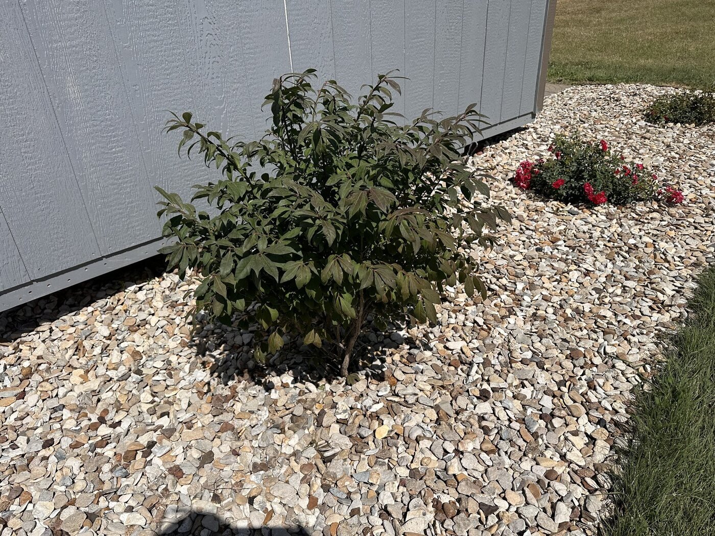 Third green burning bush near the rose bed on Picture Day