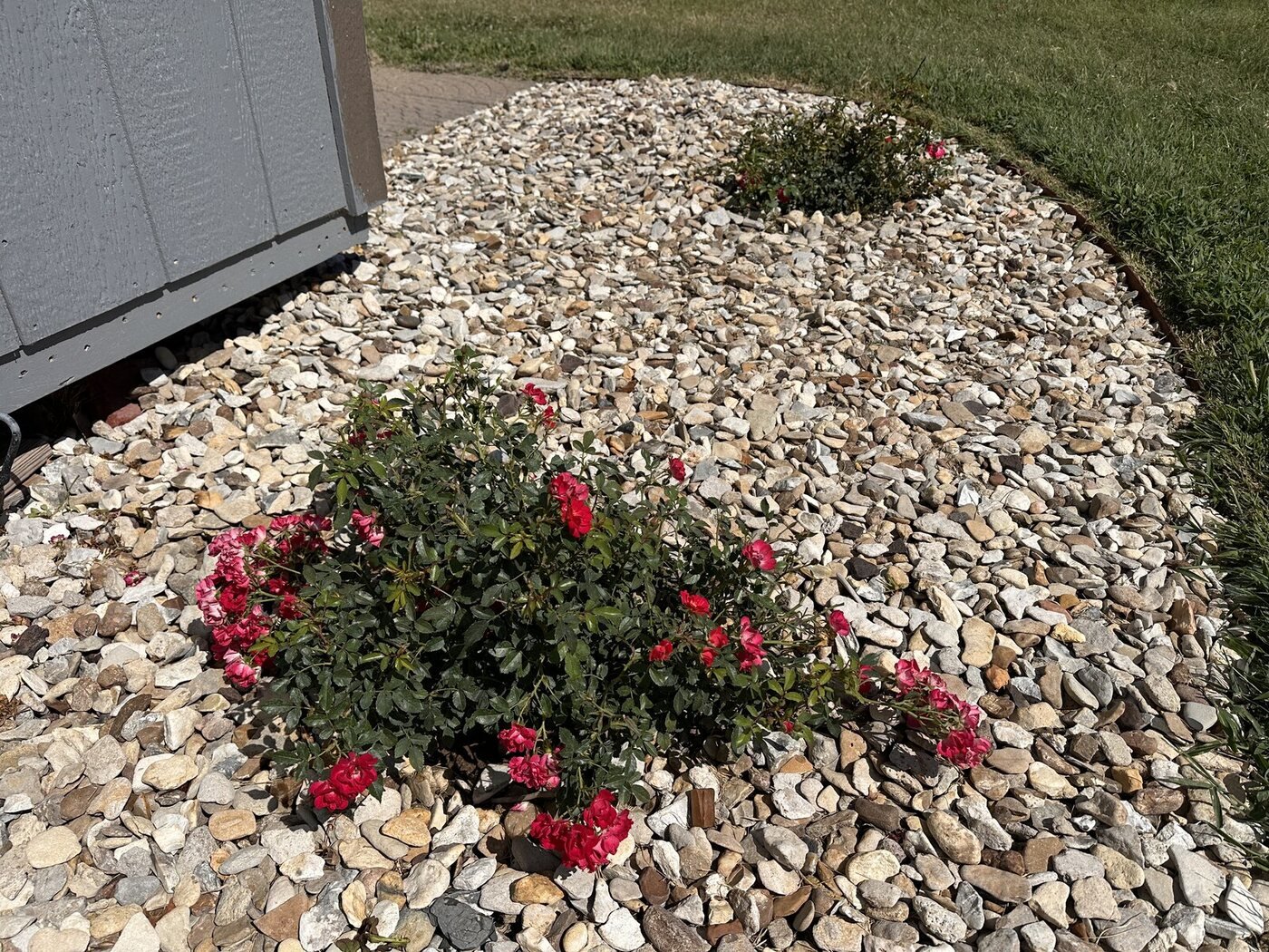 Full pink groundcover rose that receives afternoon shade on Picture Day