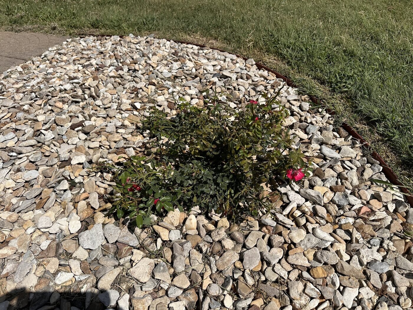 Smaller pink groundcover rose in the sunnier part of the bed on Picture Day
