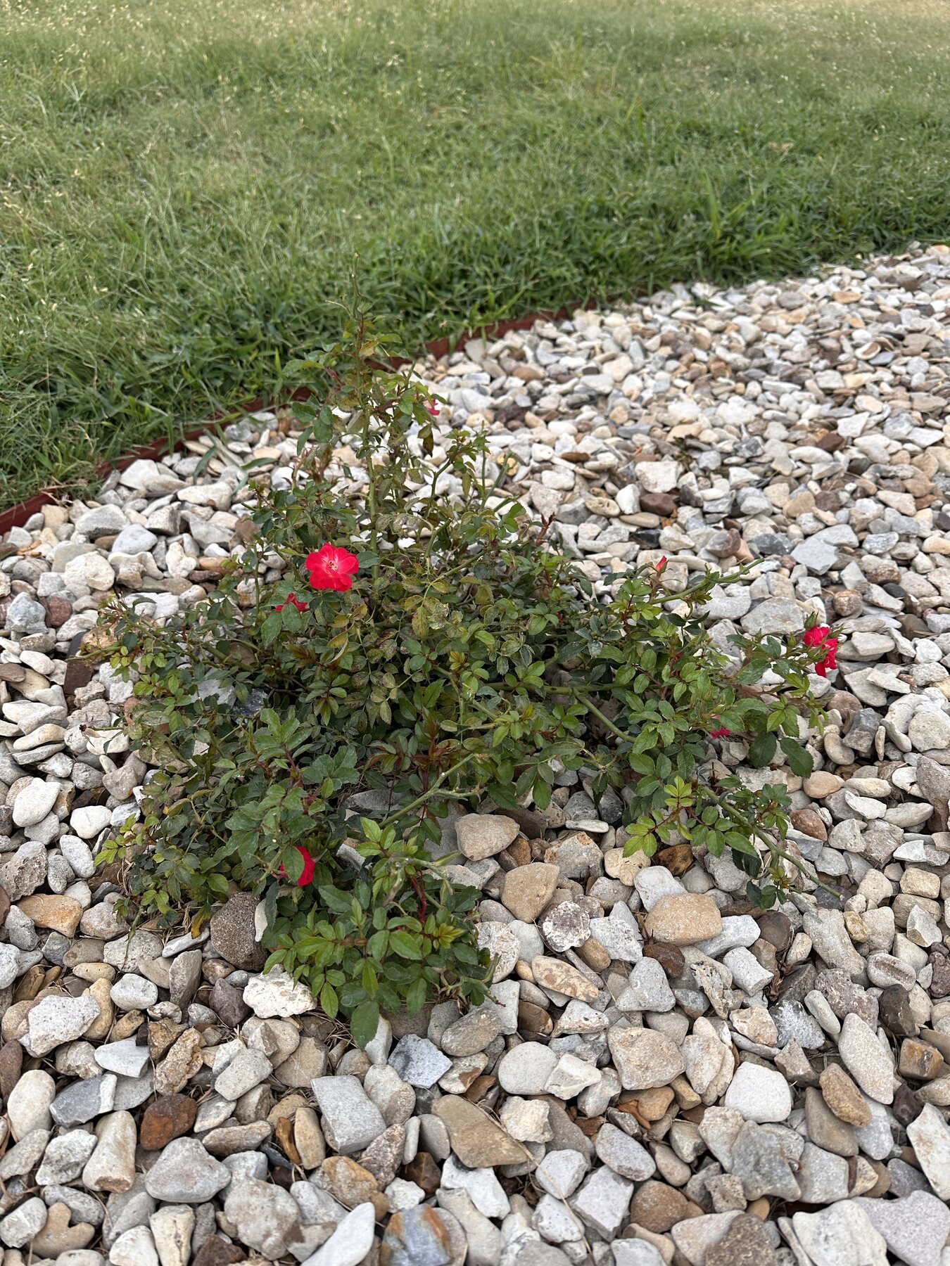 Bella Rosa rose plant looking fresher after the July 23 rain