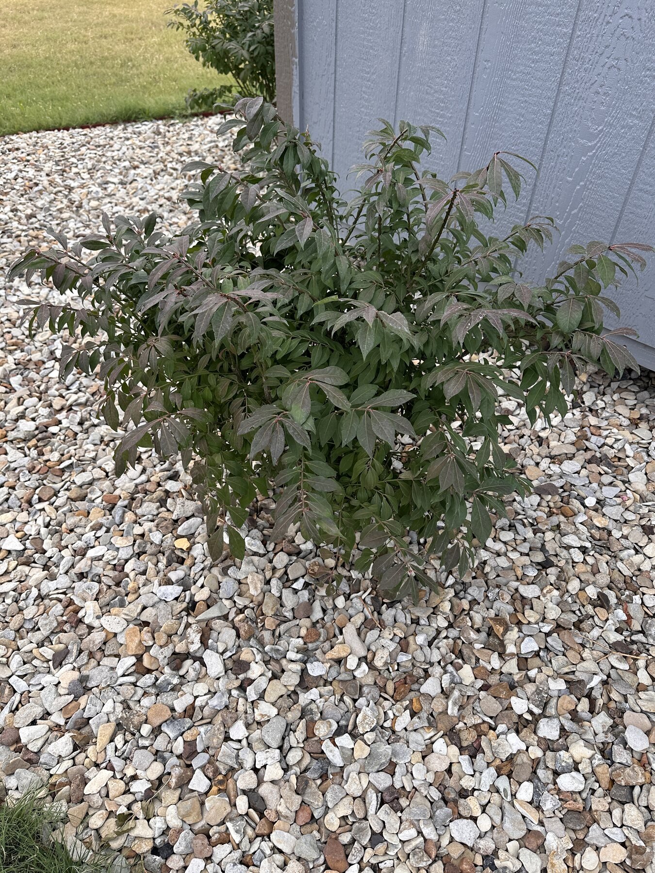 First burning bush after rain with no new leaf holes visible