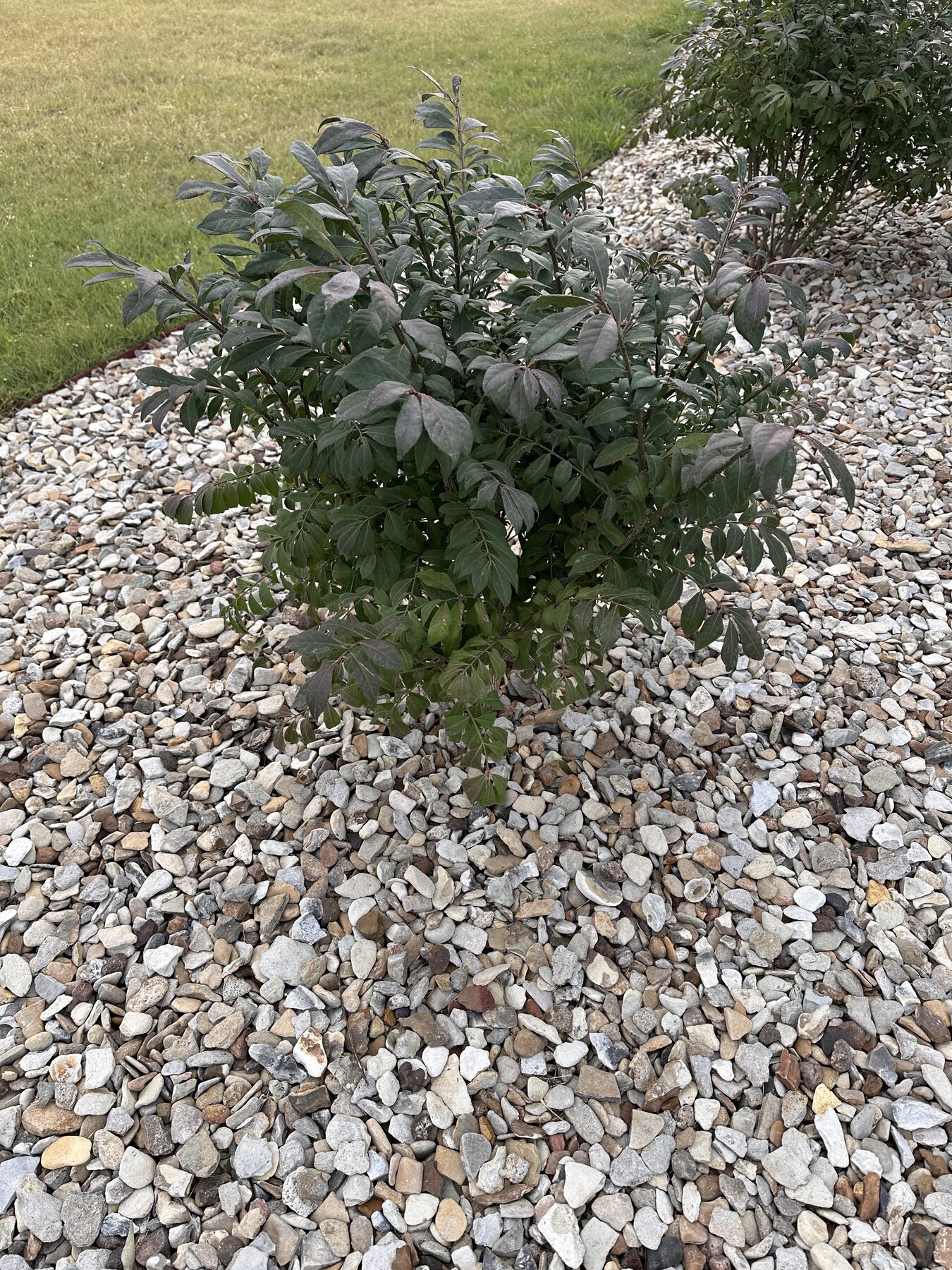 Second burning bush looking full after the July 23 rain