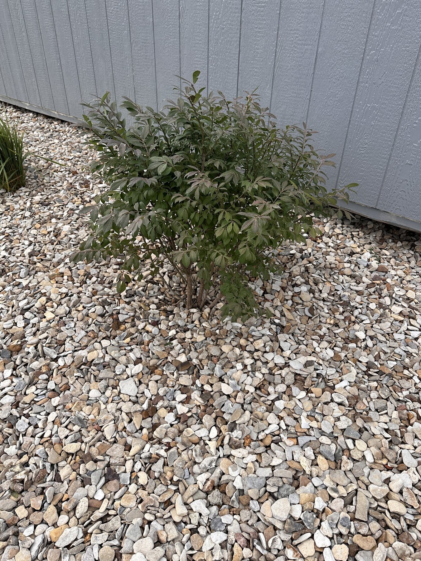 Third burning bush standing full beside the shed after rain