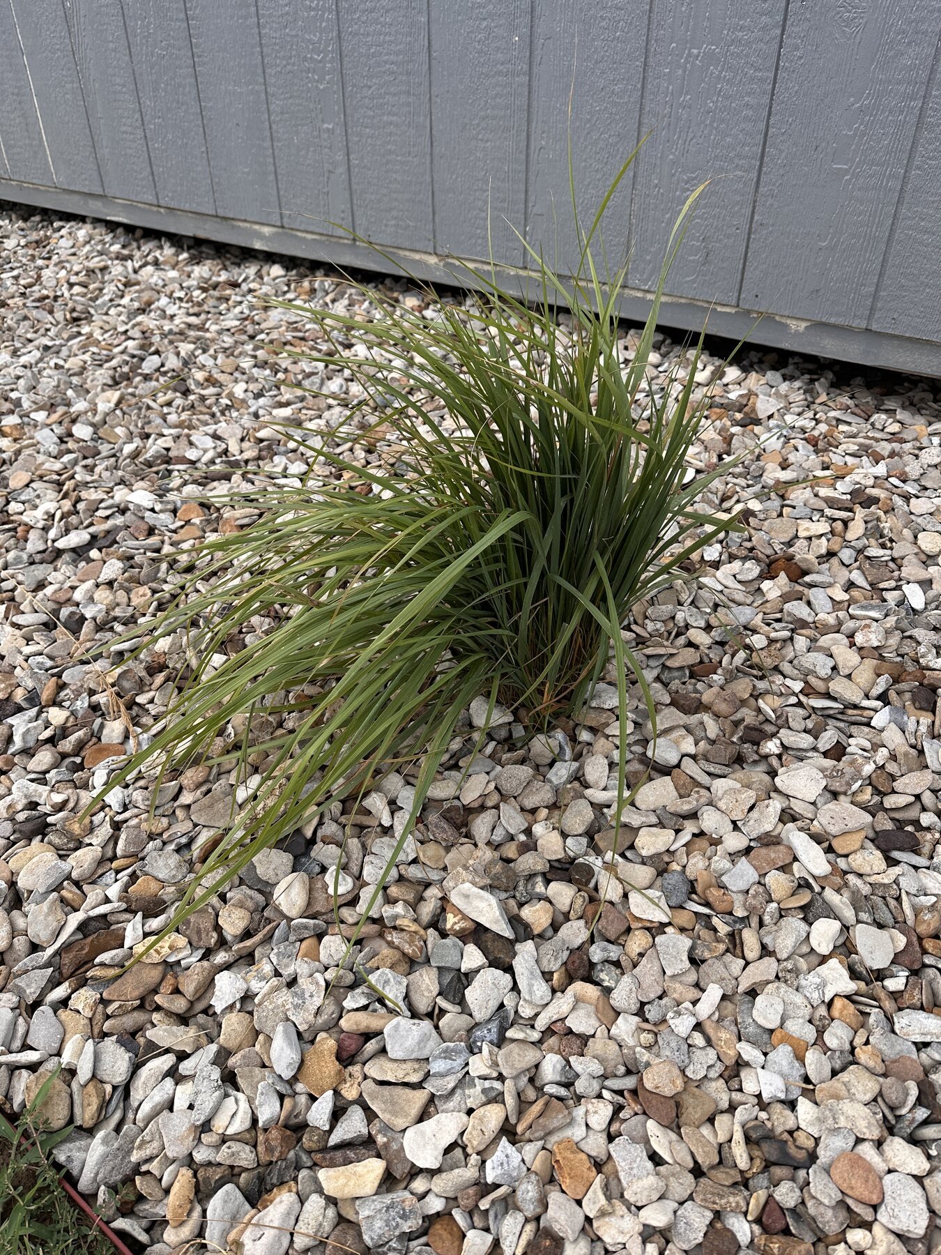 Decorative grass beside the shed after the July 23 rain