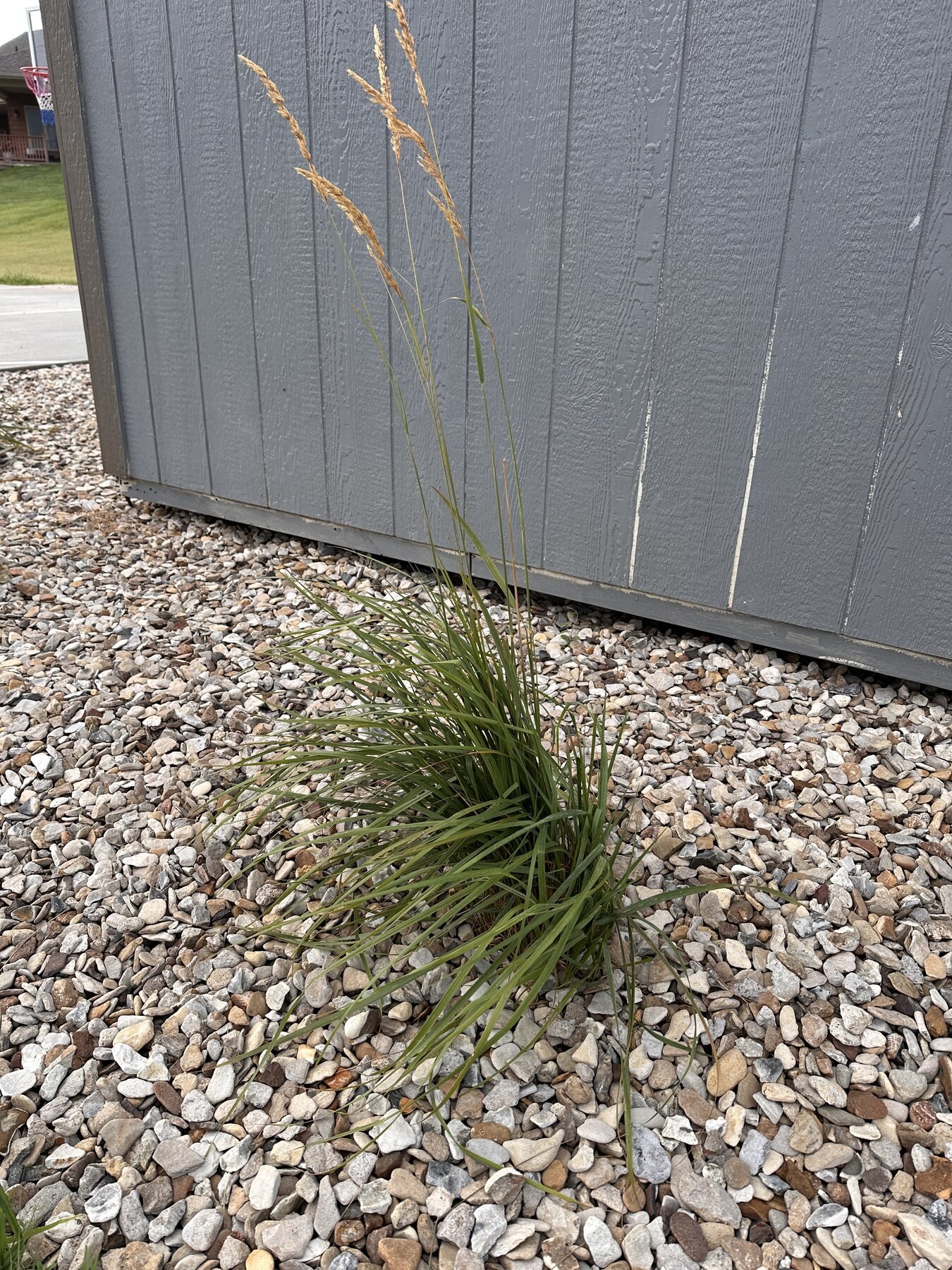 Decorative grass seed heads standing tall after rain