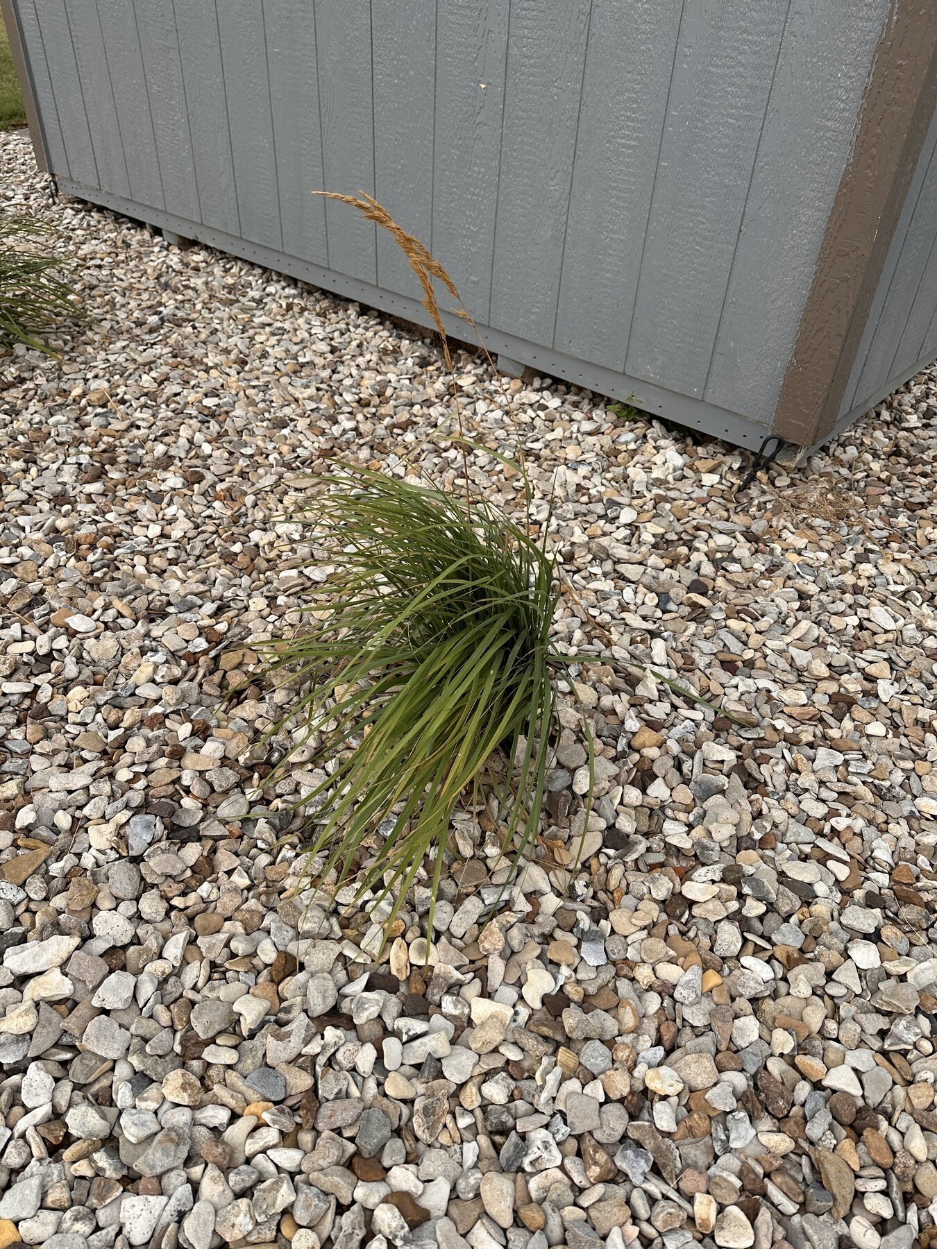 Decorative grass leaning slightly after rain near the shed