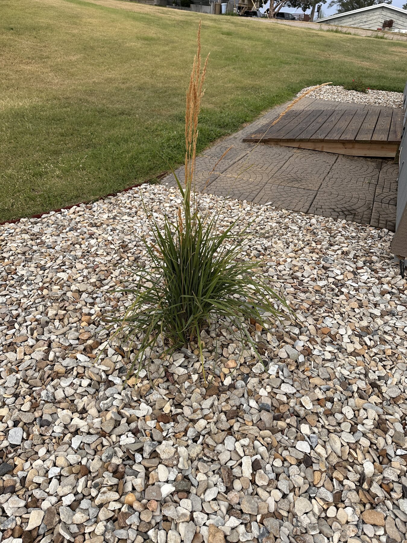Tall decorative grass with tan seed heads near the shed walkway after rain