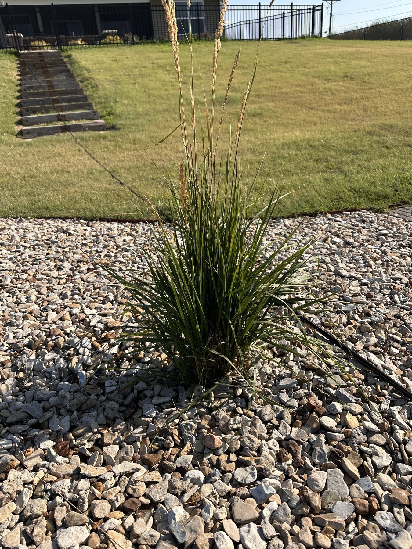 Decorative grass with tall seed heads in front of the hillside stairs on July 25