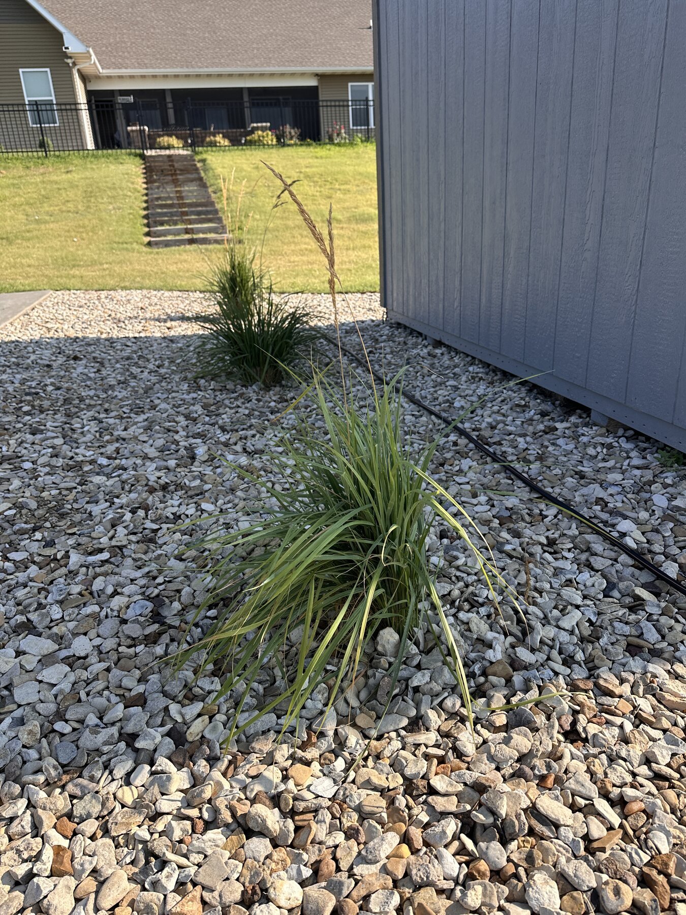 Decorative grass leaning slightly along the long side of the shed