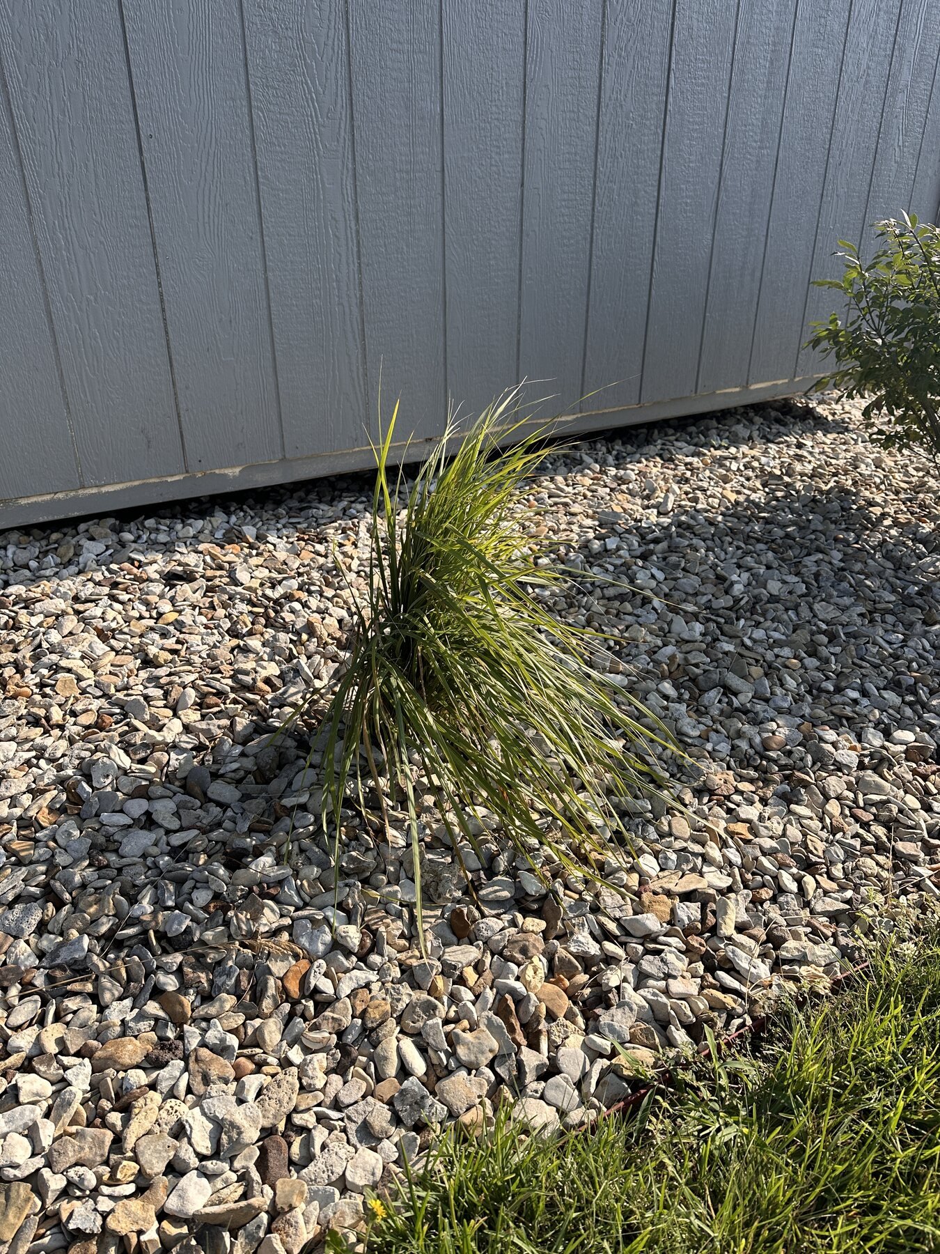 Decorative grass leaning in the heat beside the shed wall