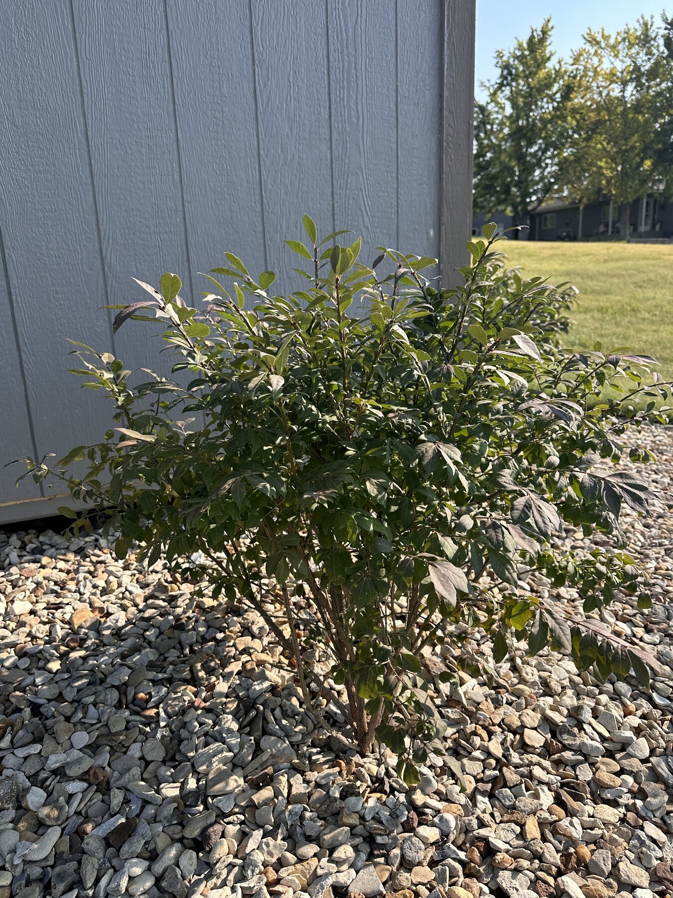 First burning bush near the shed on July 25 picture day