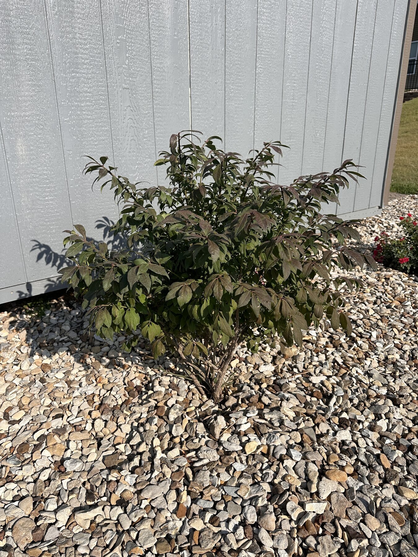 Third burning bush with Bella Rosa visible nearby
