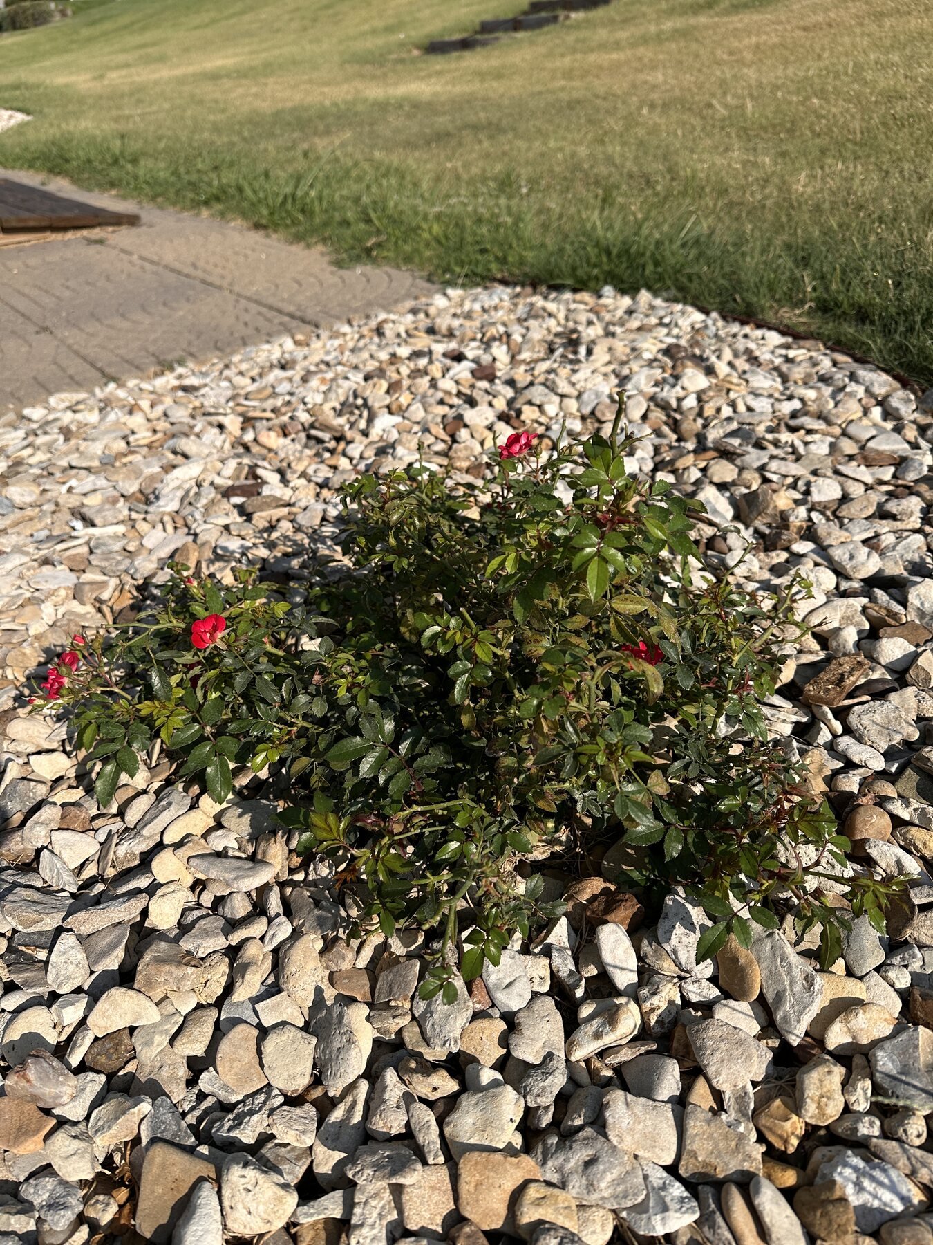 Small Bella Rosa rose plant with red blooms in morning sun