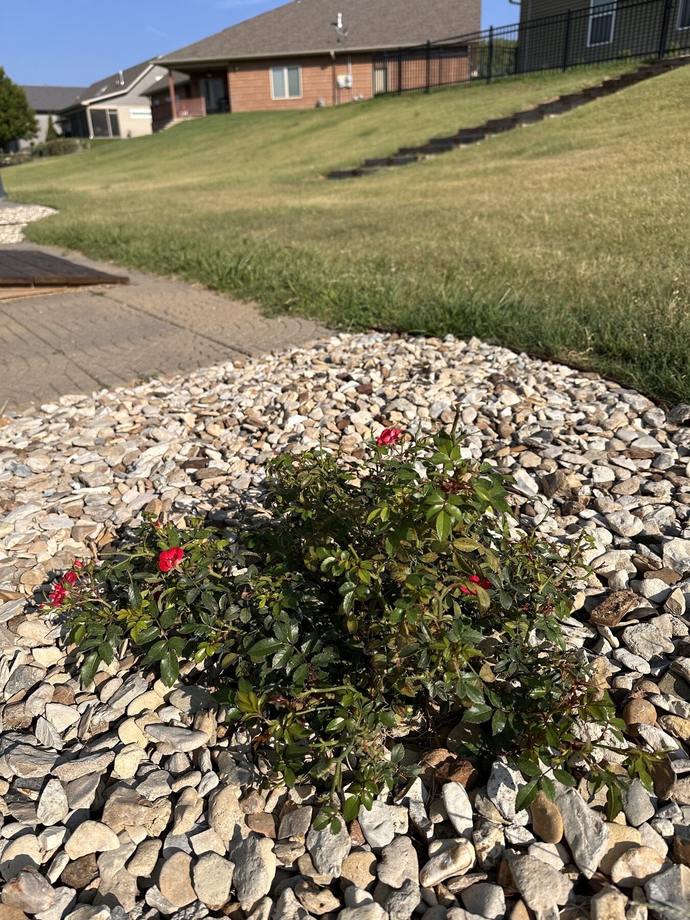 Bella Rosa rose plant with the hill behind it on July 25