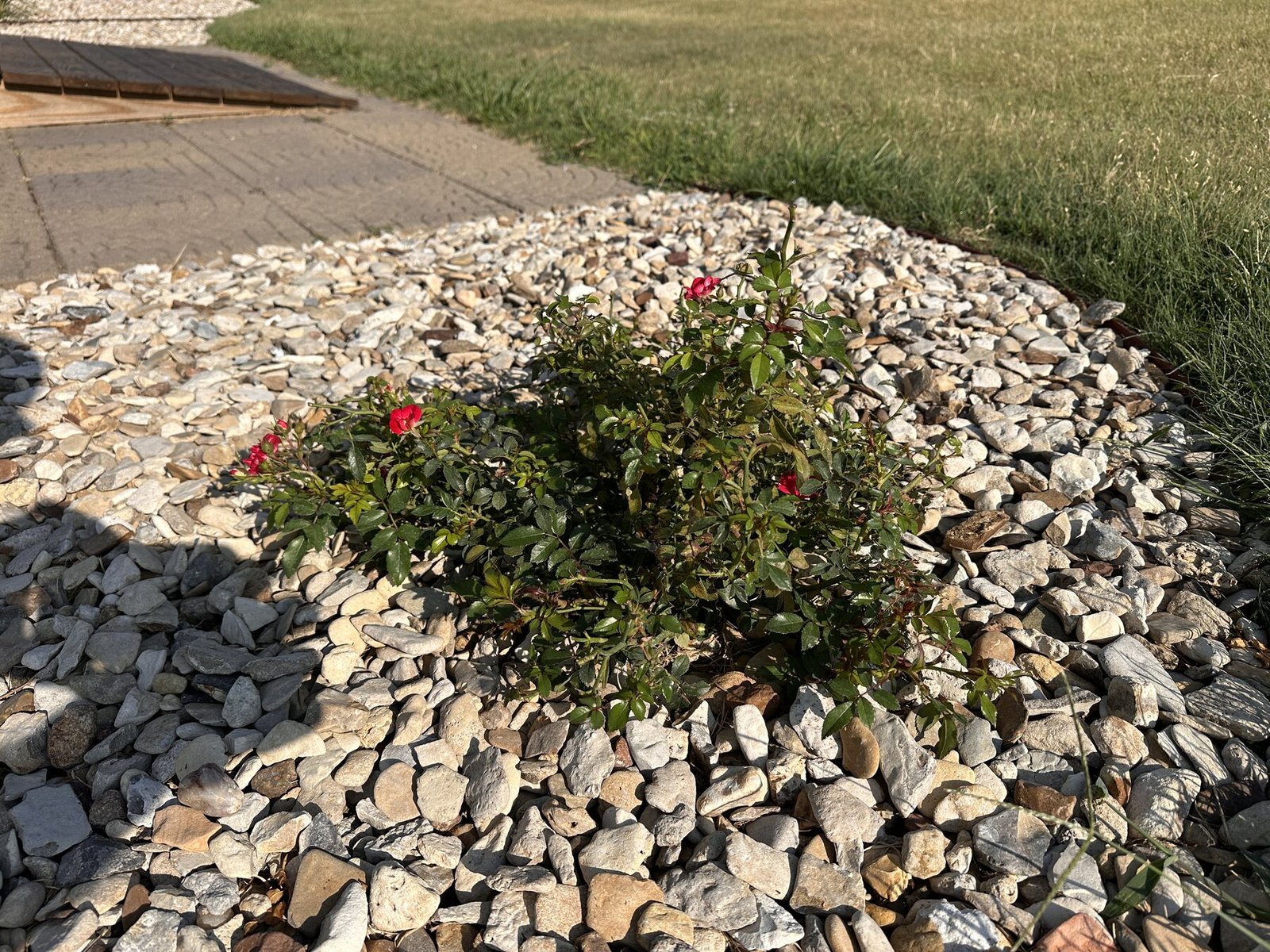 Low view of Bella Rosa rose plant near the ramp in hot morning sun