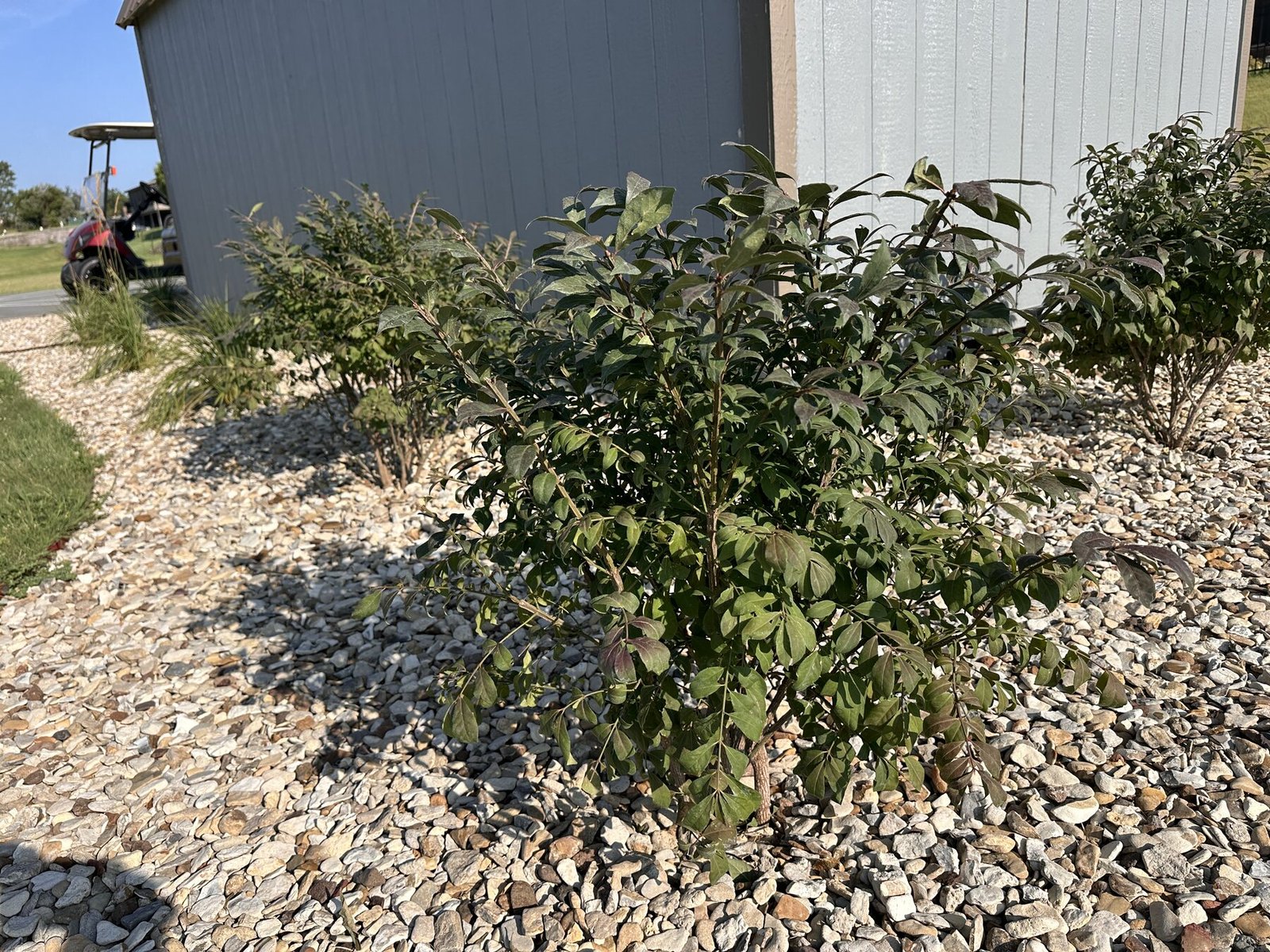 Three burning bushes lined up along the side of the shed