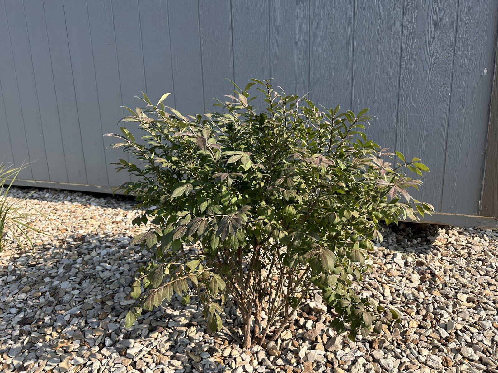 Burning bush centered against the shed wall in bright July sun