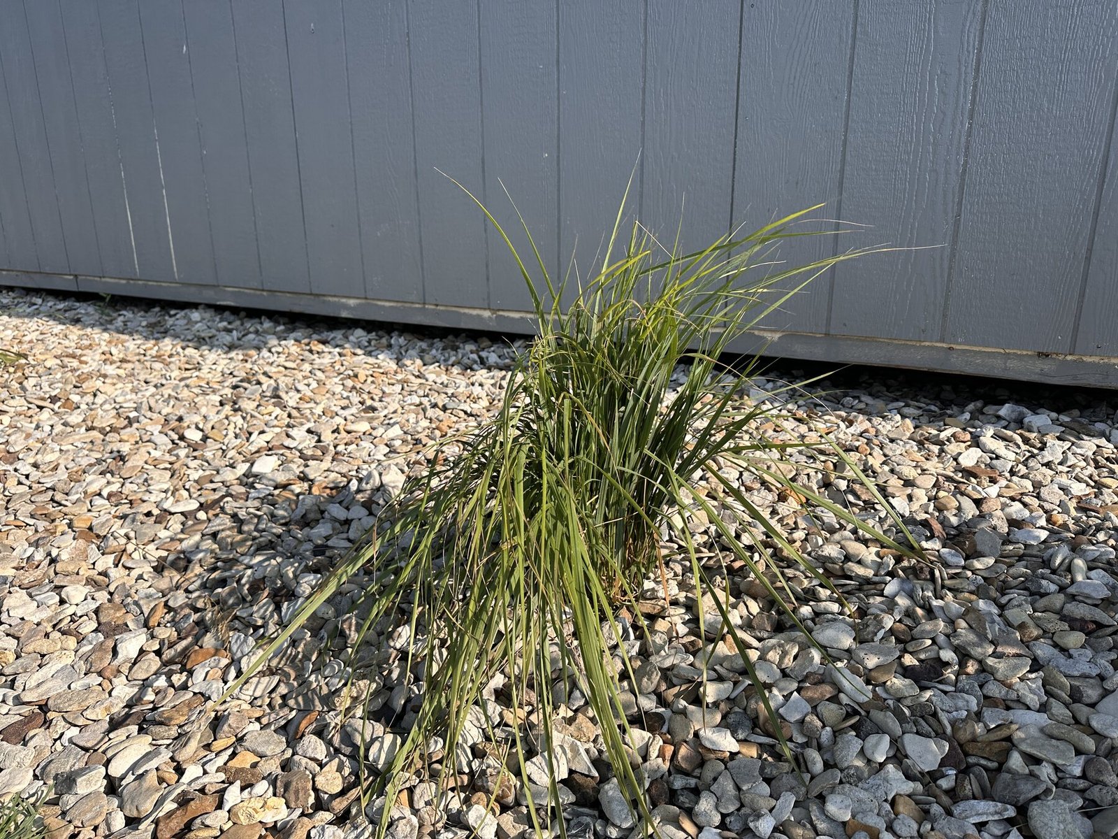 Decorative grass against shed wall in landscape view on July 25